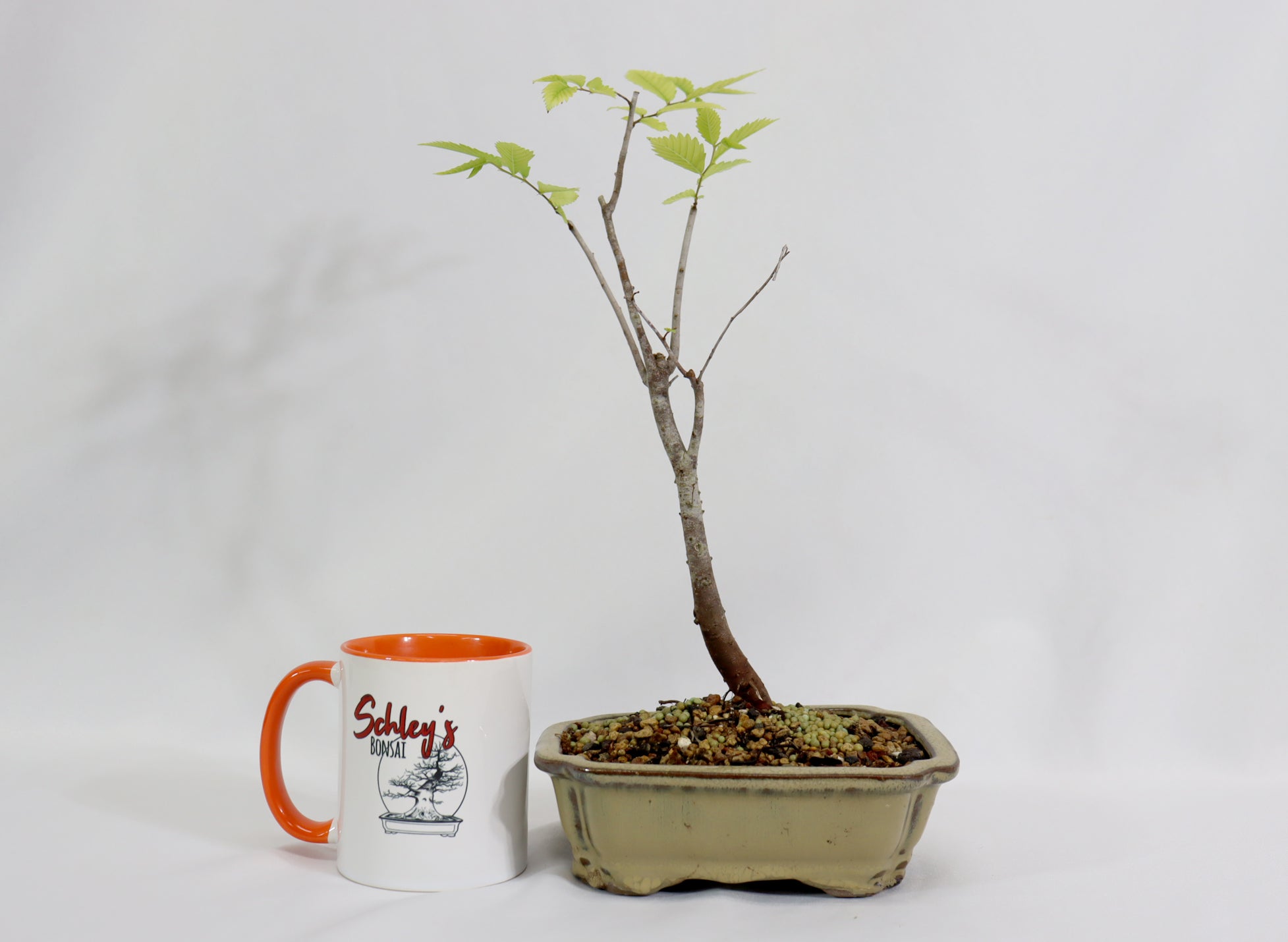 Zelkova in a Glazed Container