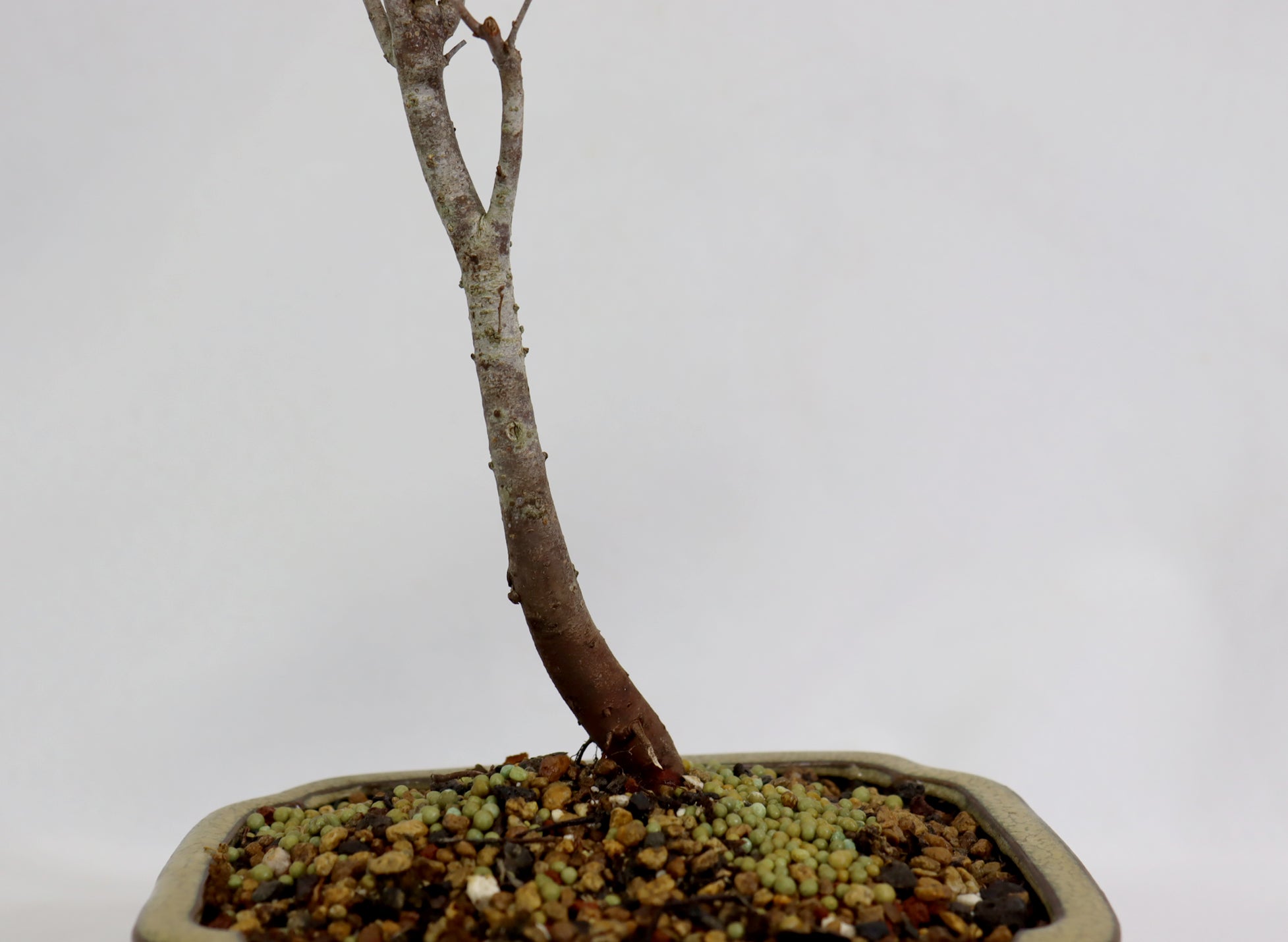 Zelkova in a Glazed Container