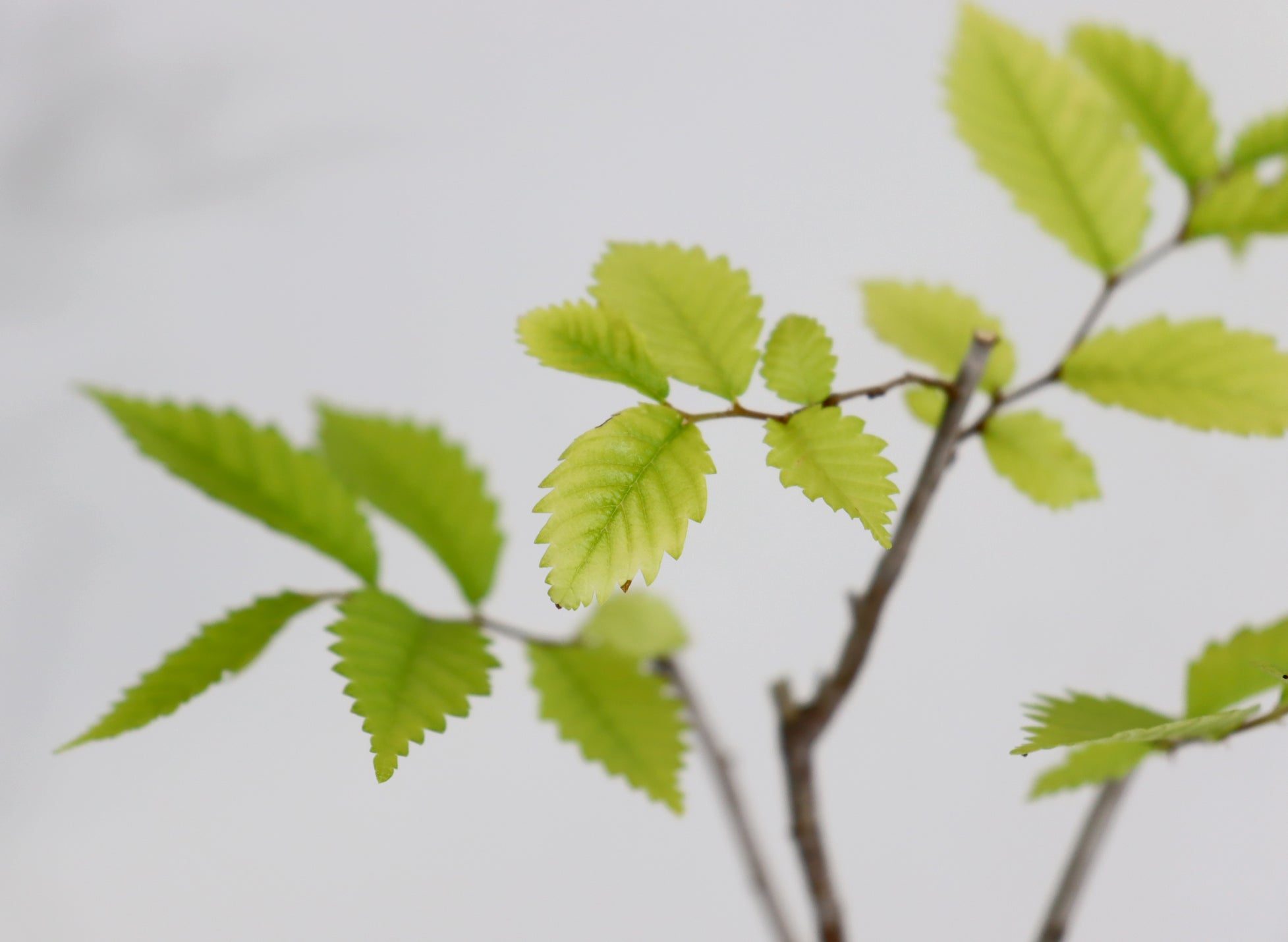 Zelkova in a Glazed Container