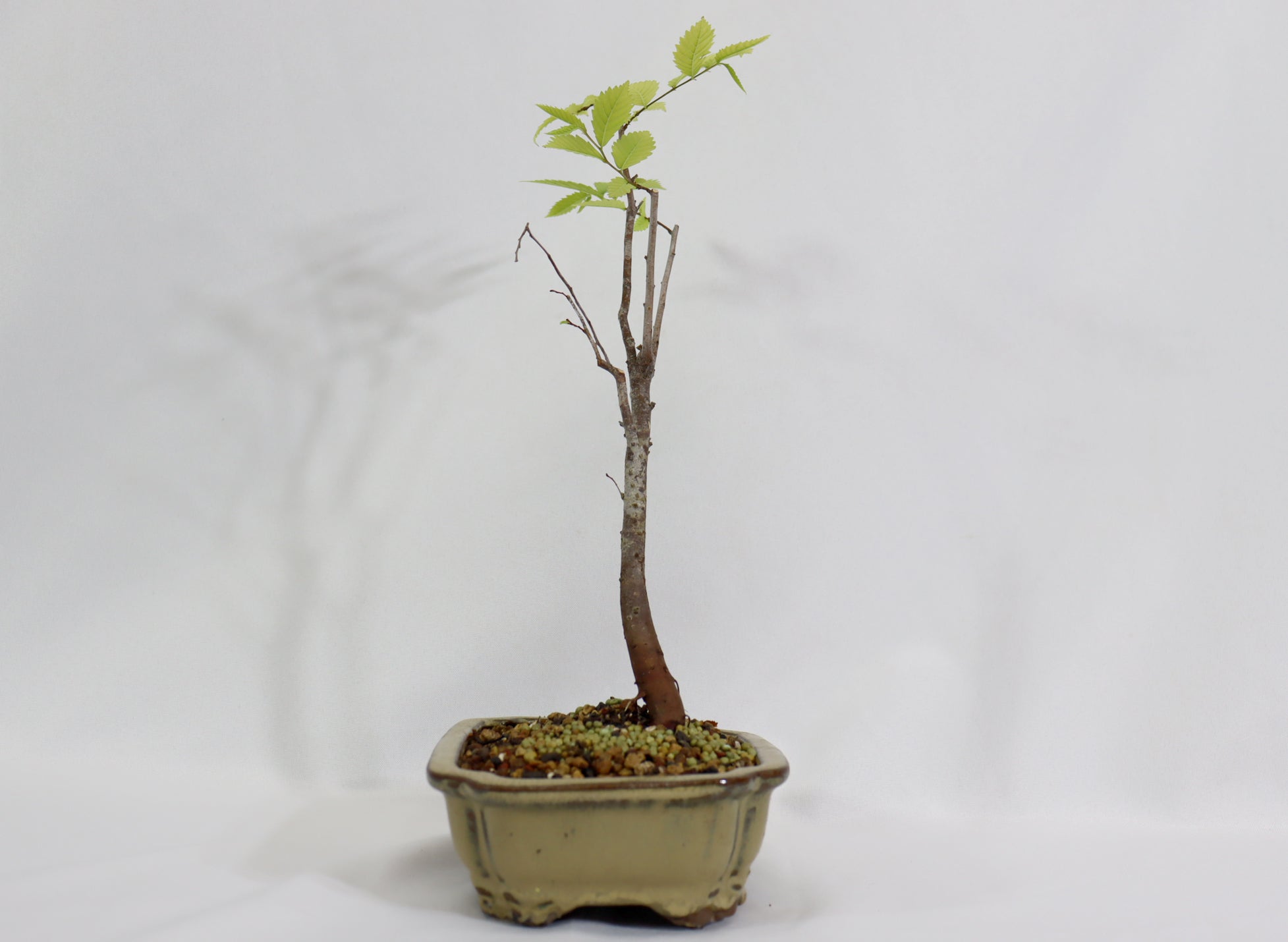 Zelkova in a Glazed Container - Schley's Bonsai