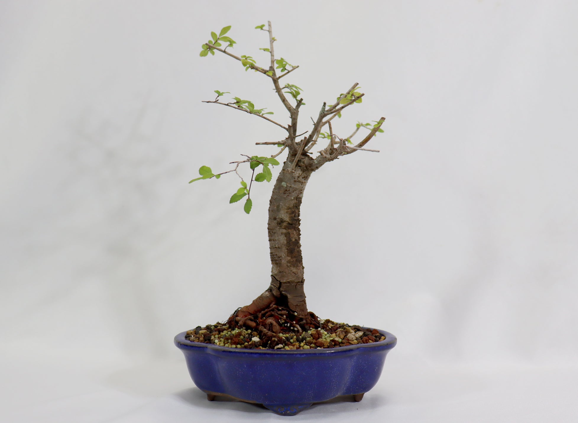 Chinese Elm in a Blue Lotus Pot - Schley's Bonsai