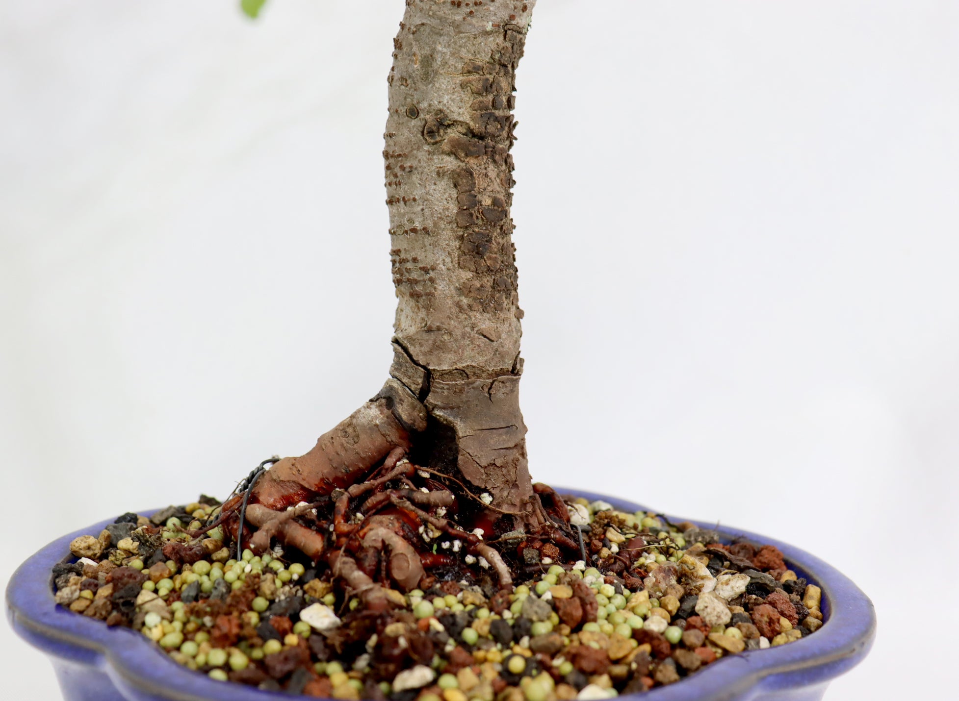 Chinese Elm in a Blue Lotus Pot