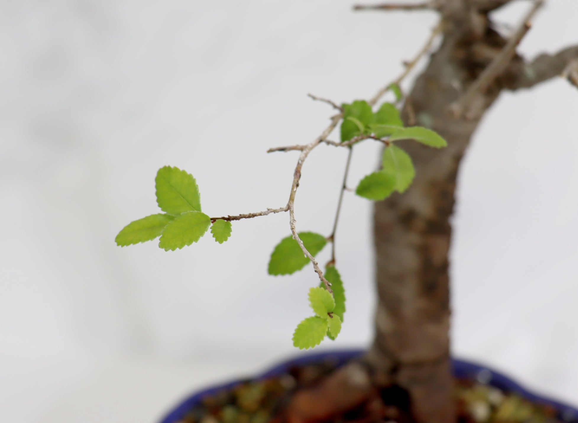 Chinese Elm in a Blue Lotus Pot