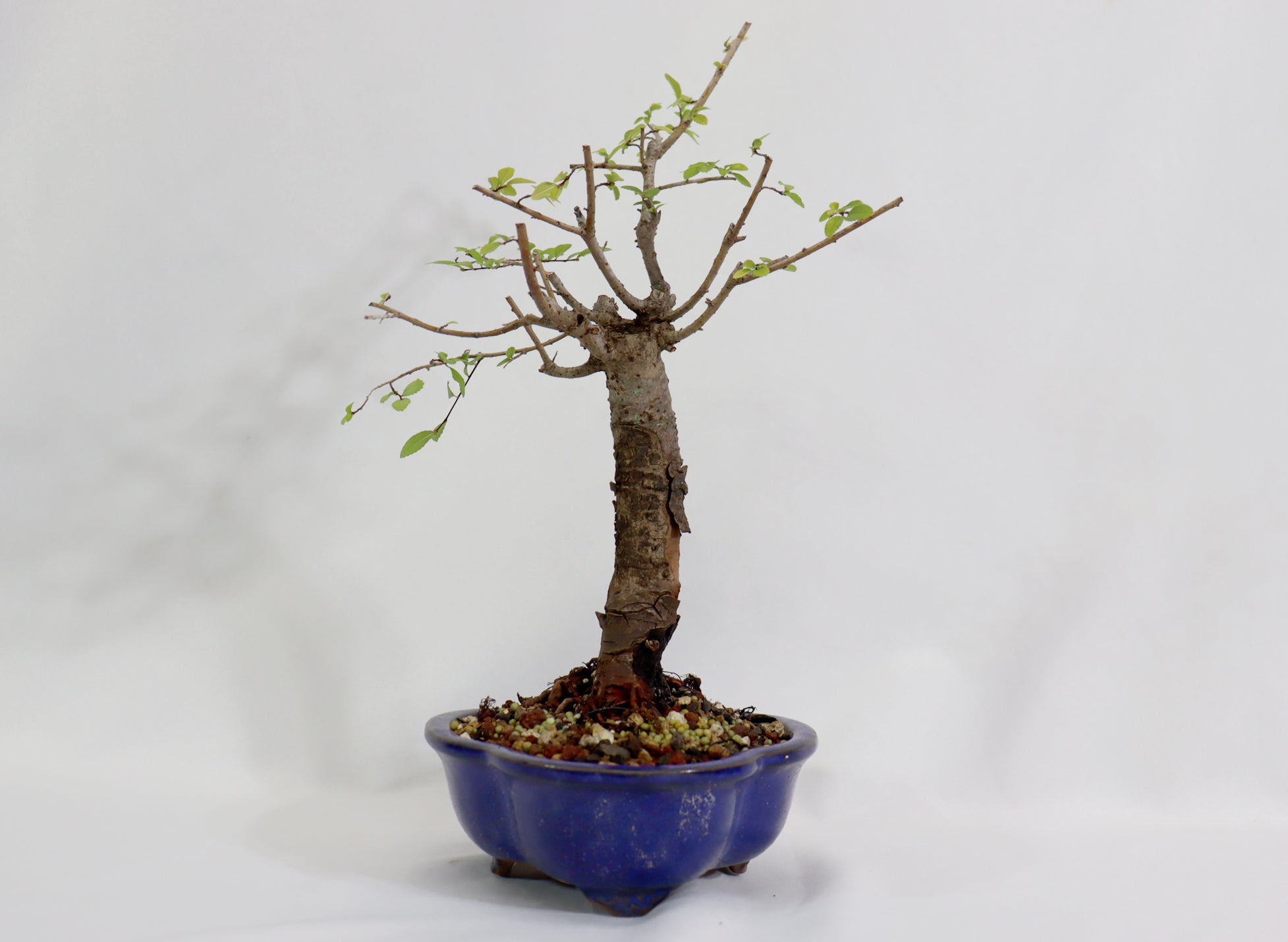 Chinese Elm in a Blue Lotus Pot