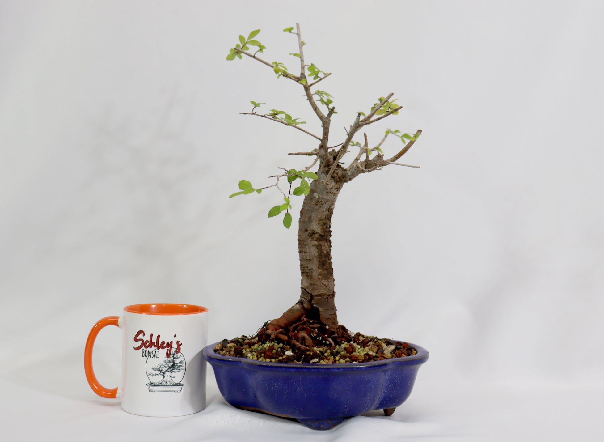 Chinese Elm in a Blue Lotus Pot - Schley's Bonsai