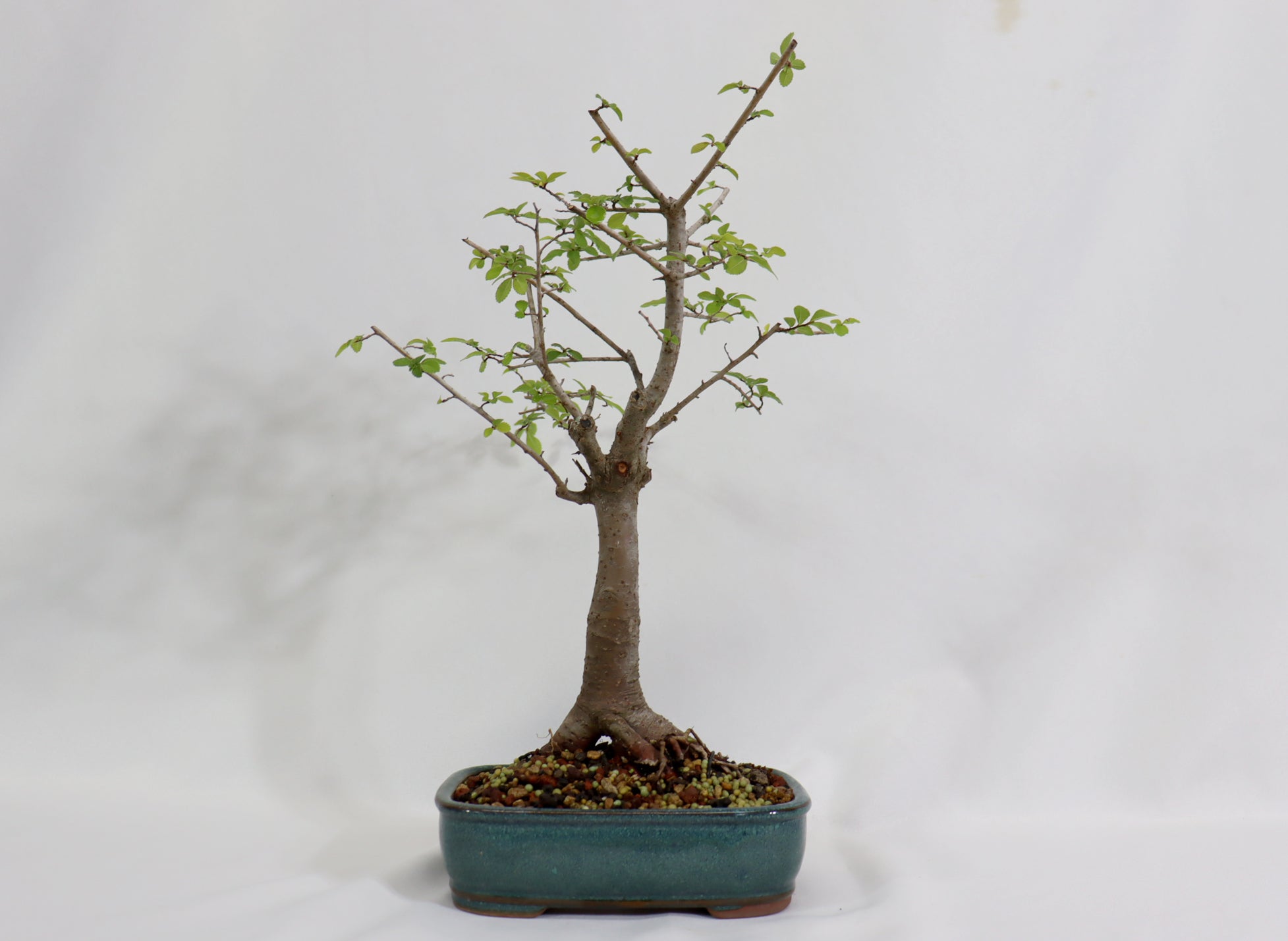 Chinese Elm in a Glazed Container - Schley's Bonsai