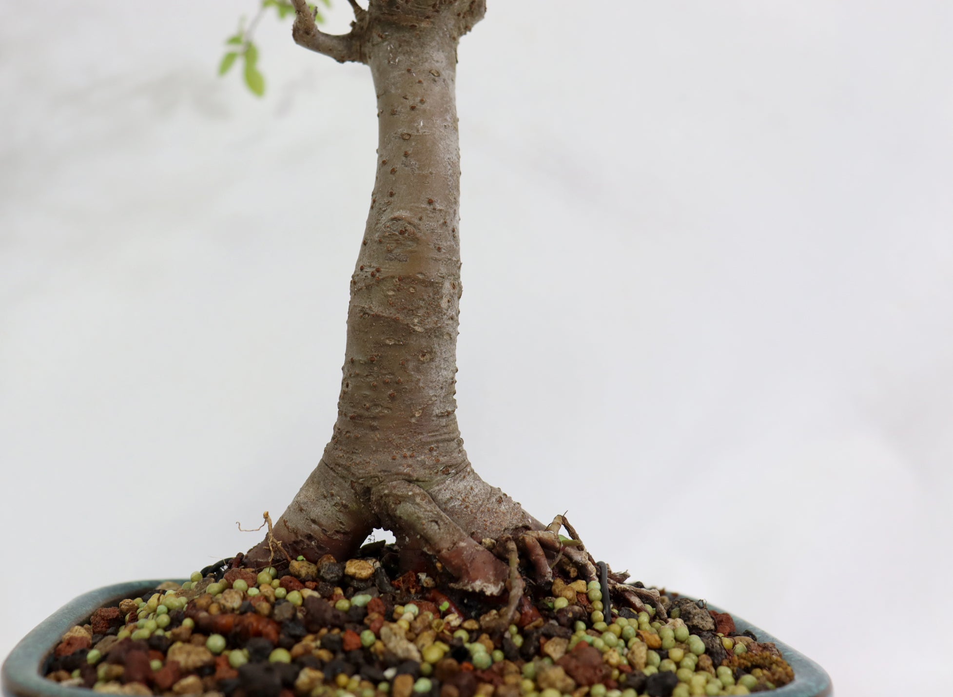 Chinese Elm in a Glazed Container