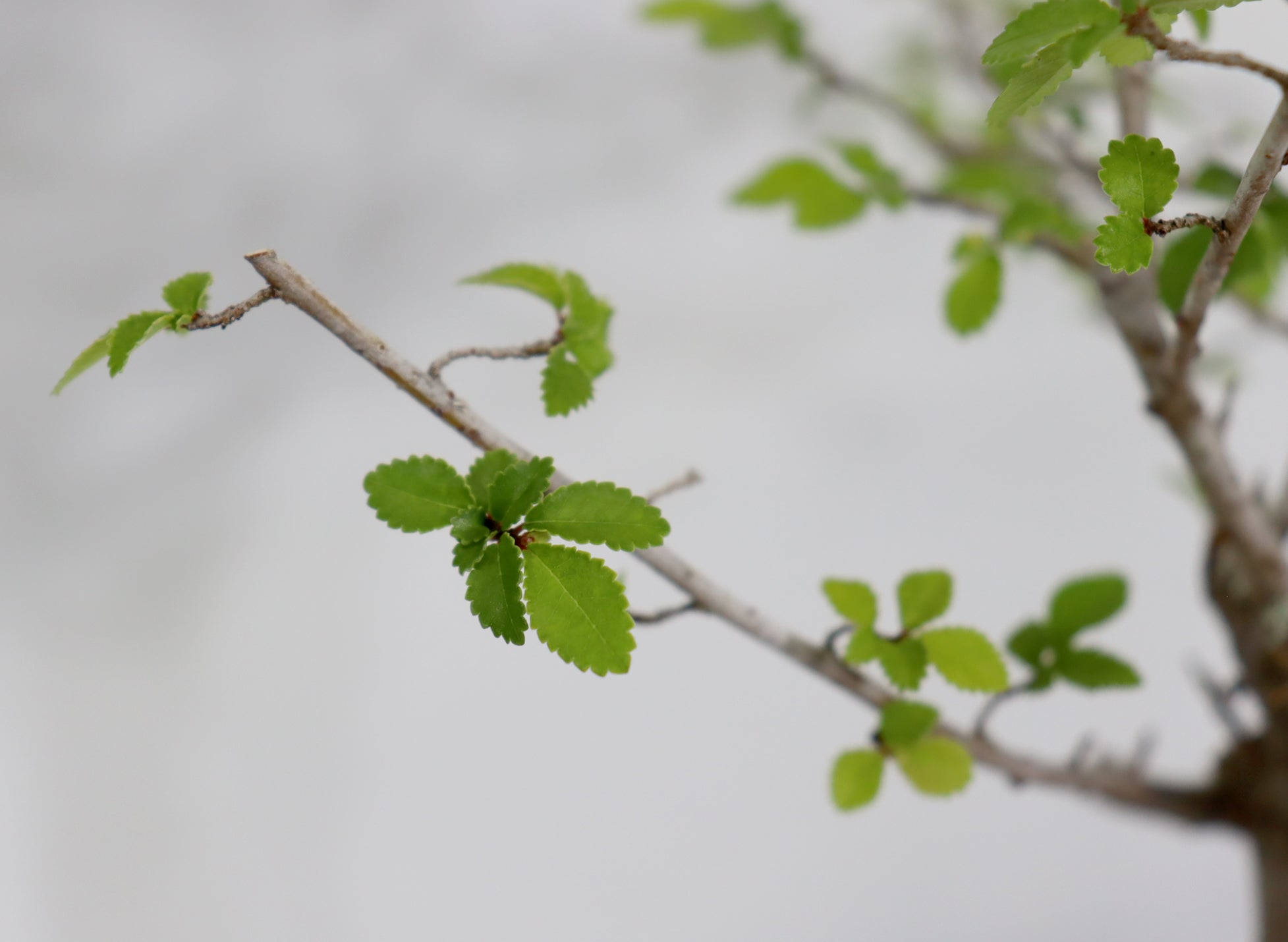 Chinese Elm in a Glazed Container