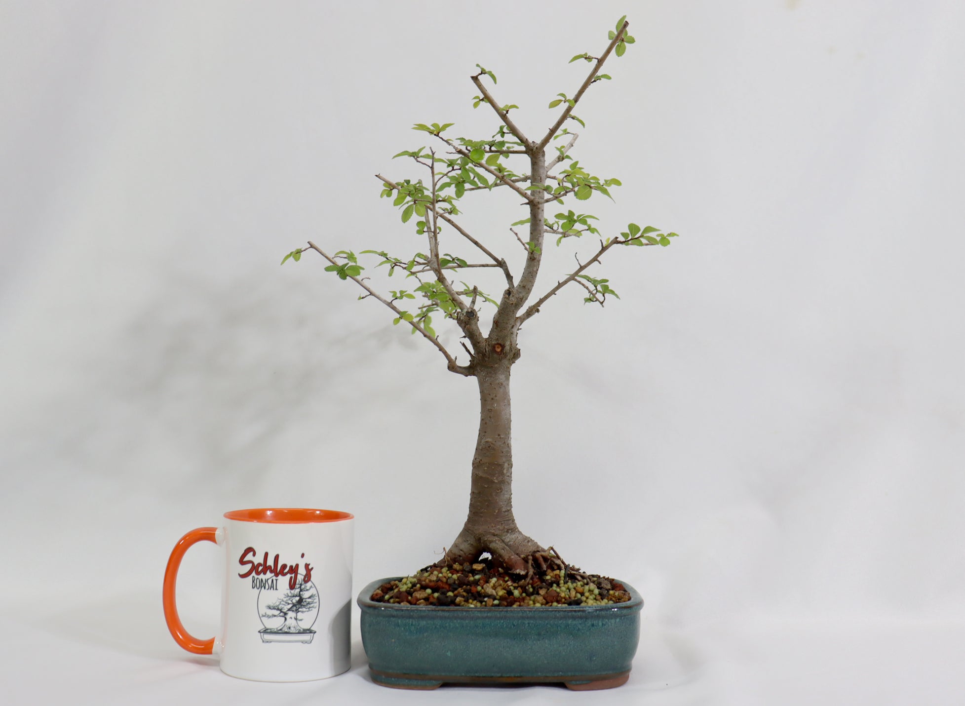Chinese Elm in a Glazed Container