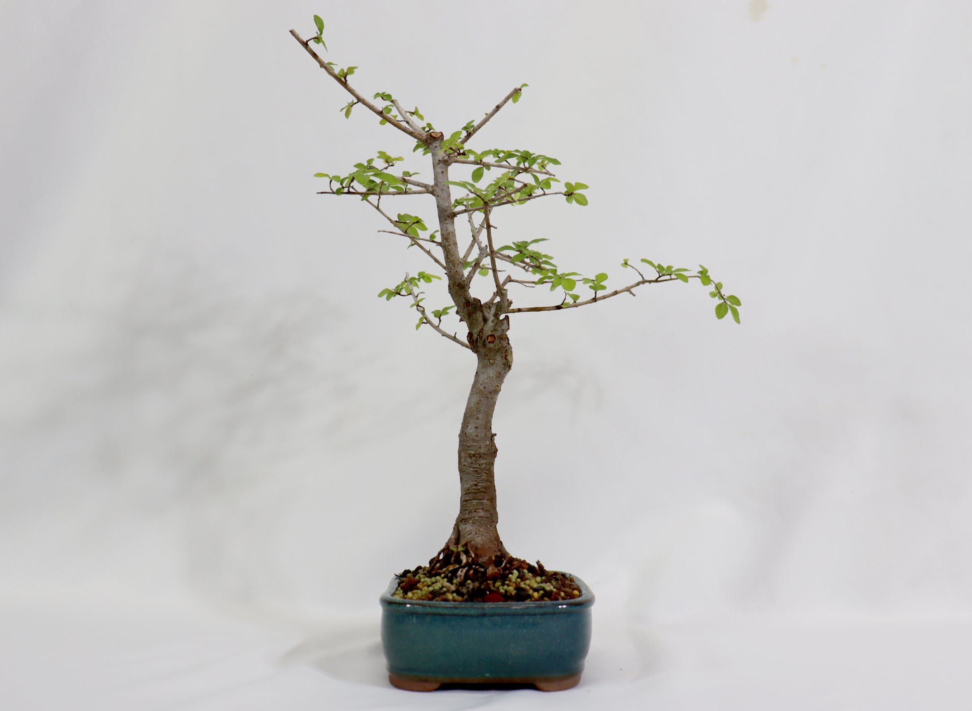 Chinese Elm in a Glazed Container - Schley's Bonsai