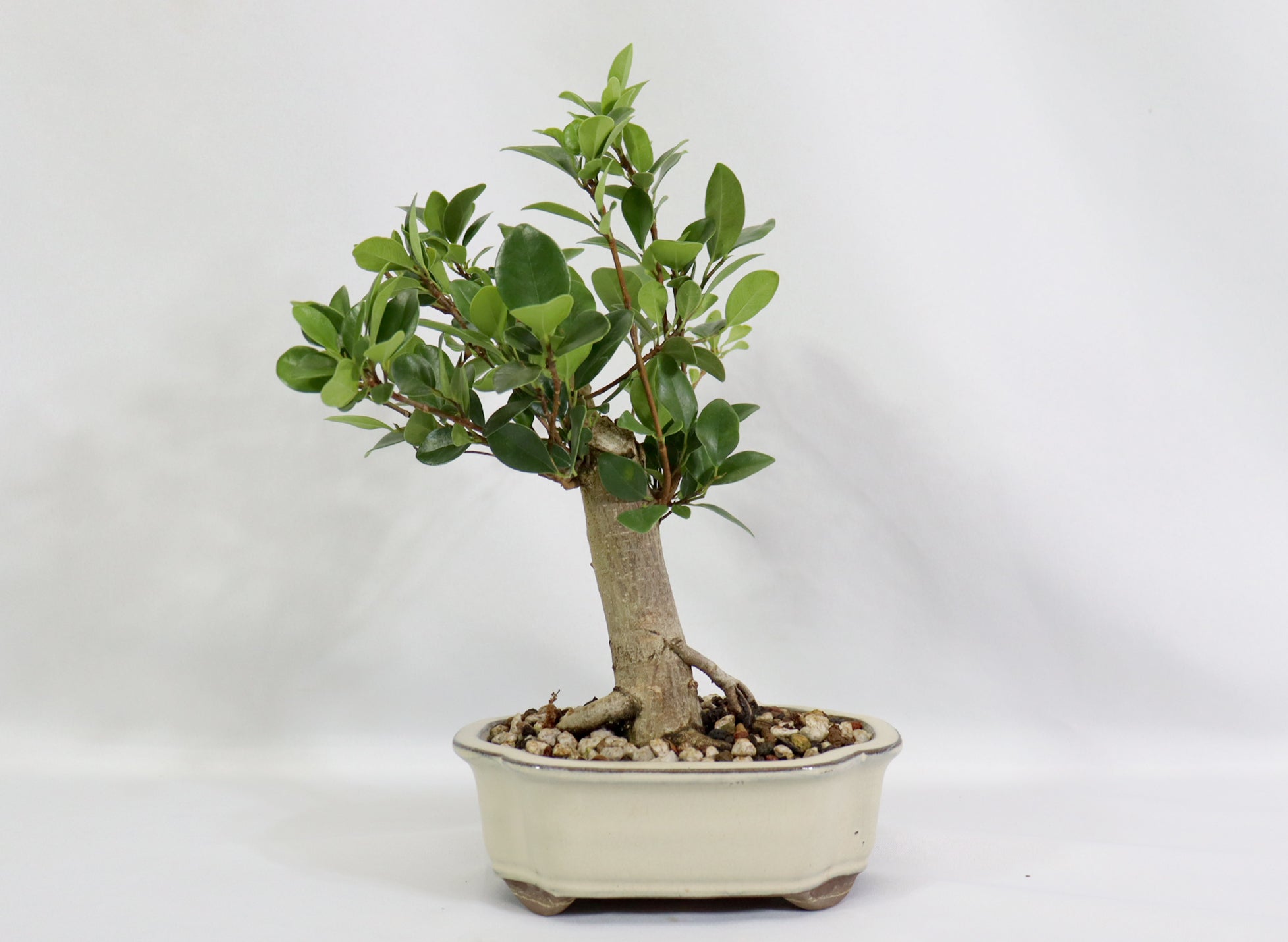 Ficus "Kaneshiro" in a White Glazed Container - Schley's Bonsai
