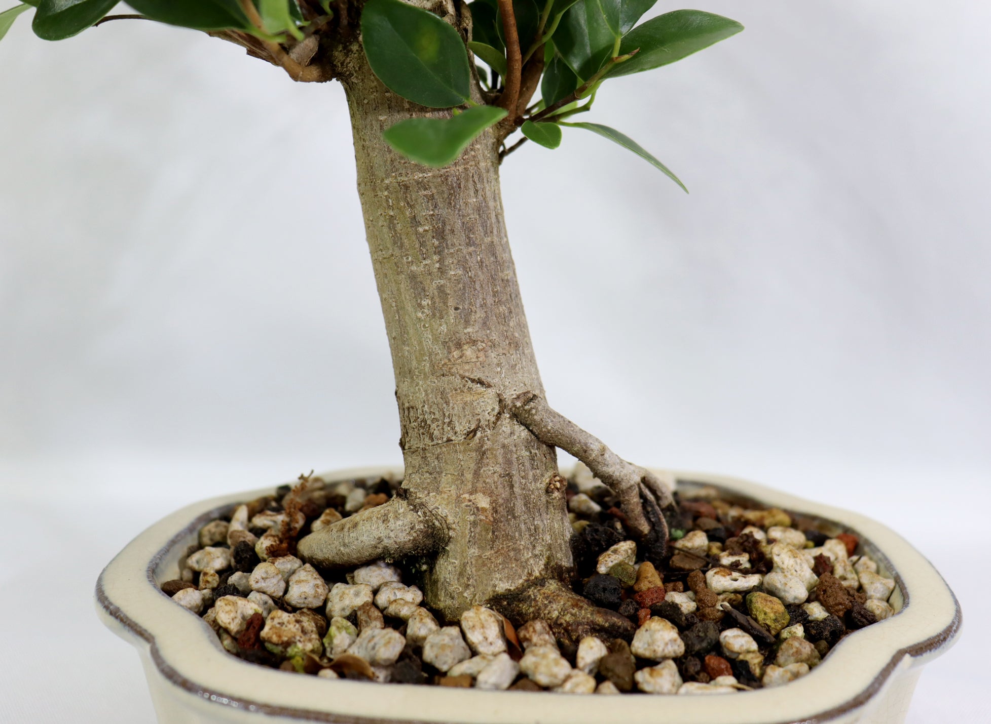 Ficus 