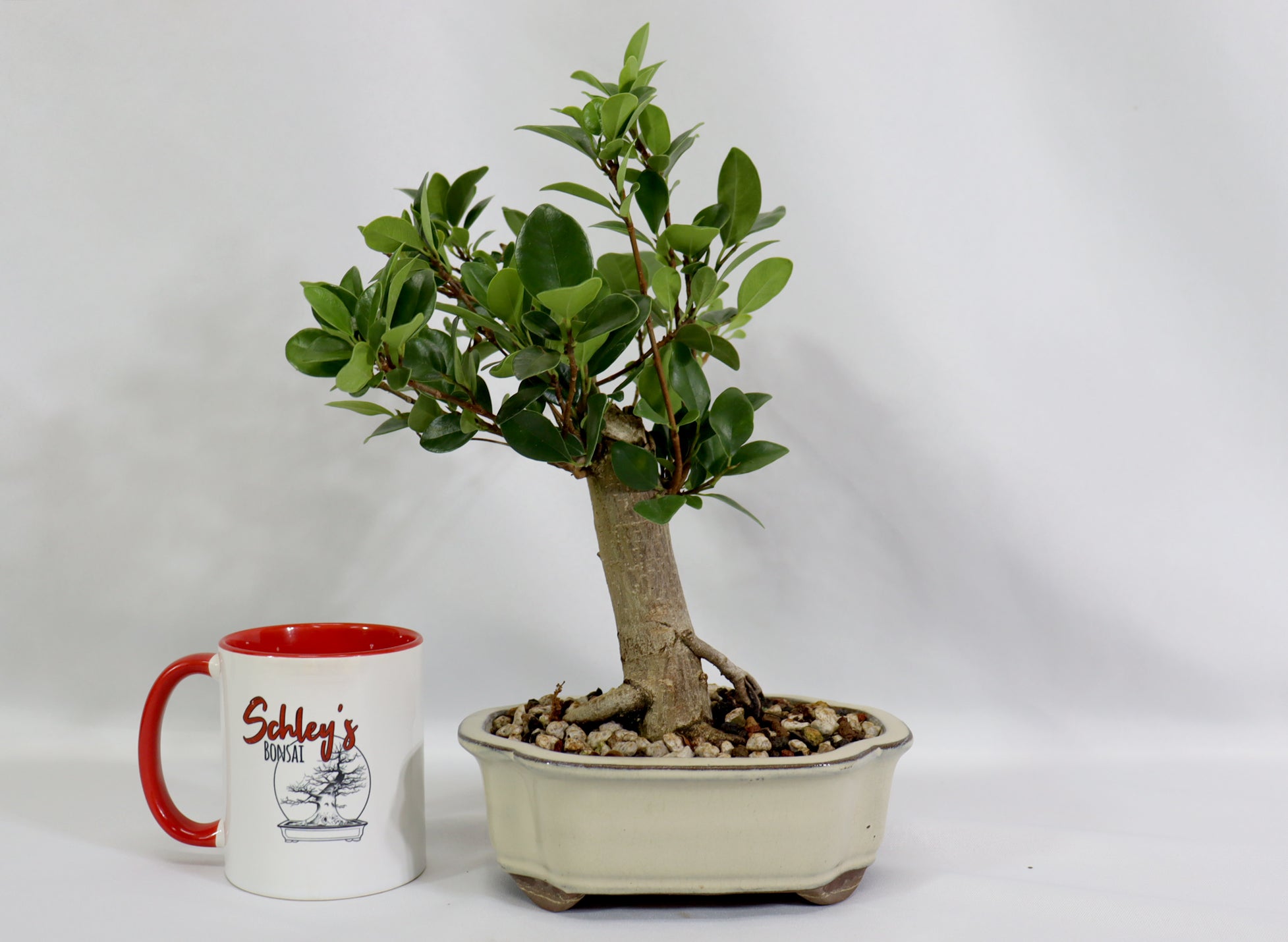 Ficus 