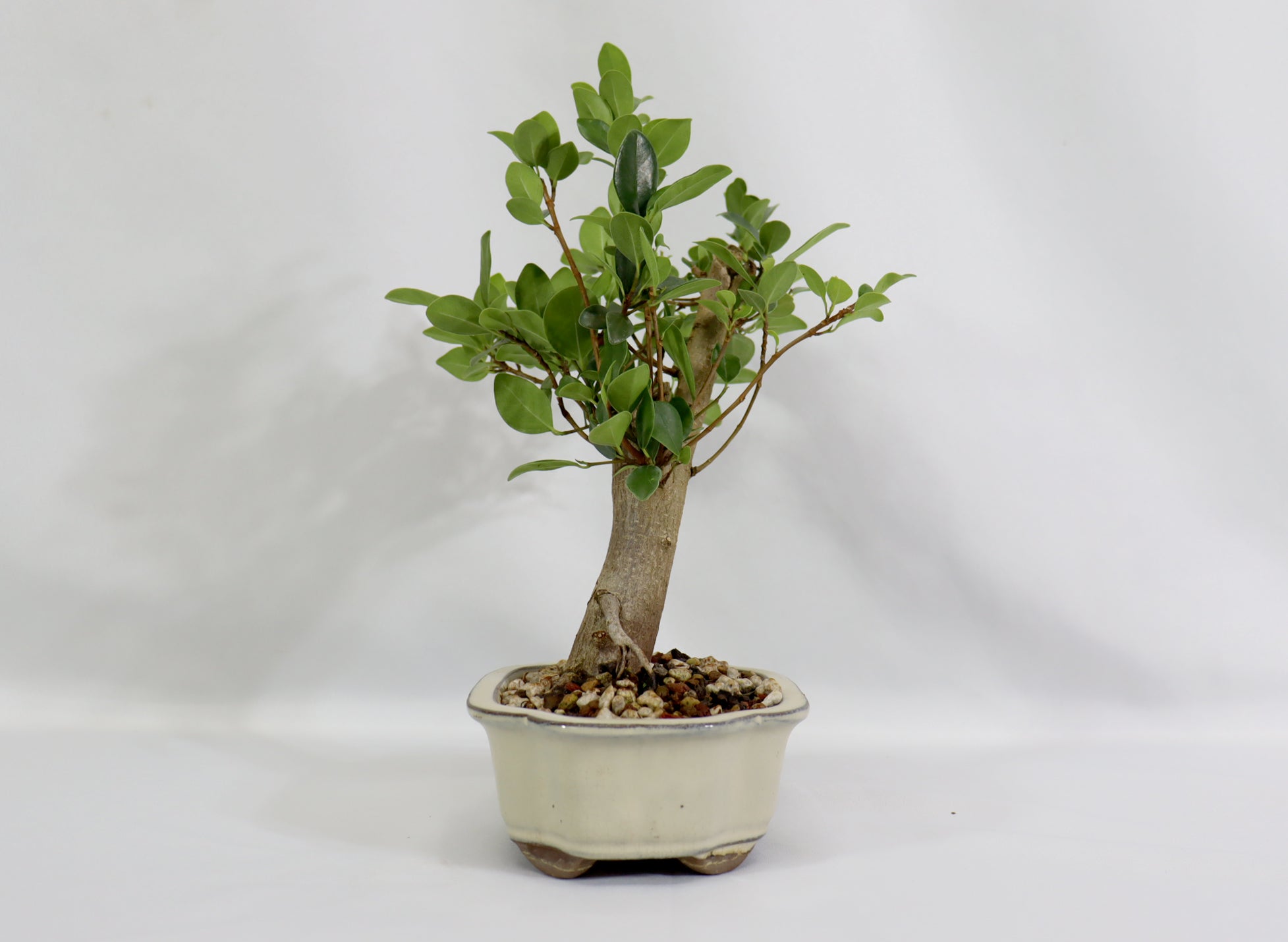 Ficus "Kaneshiro" in a White Glazed Container - Schley's Bonsai