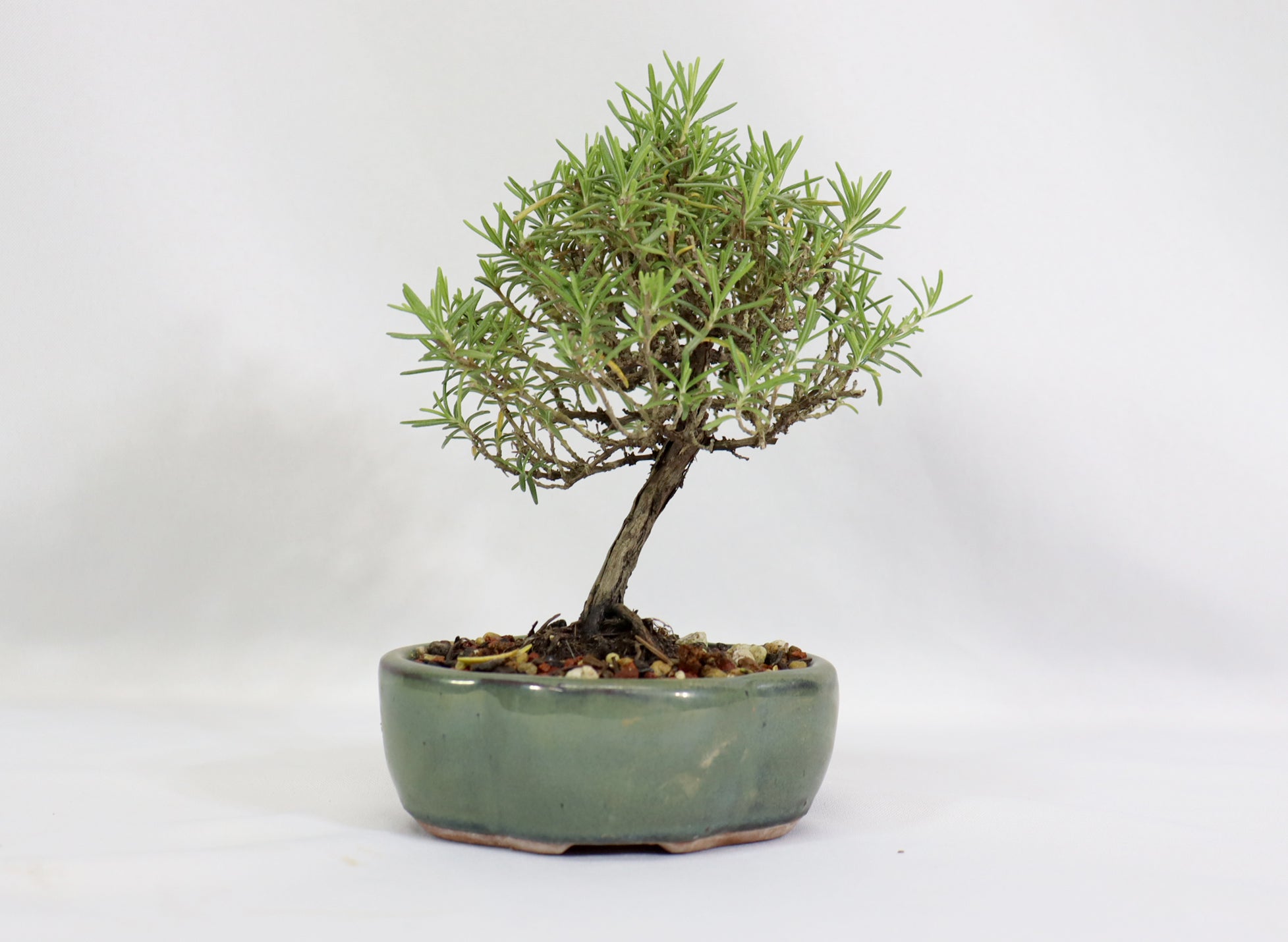 Rosemary in a Glazed Container - Schley's Bonsai