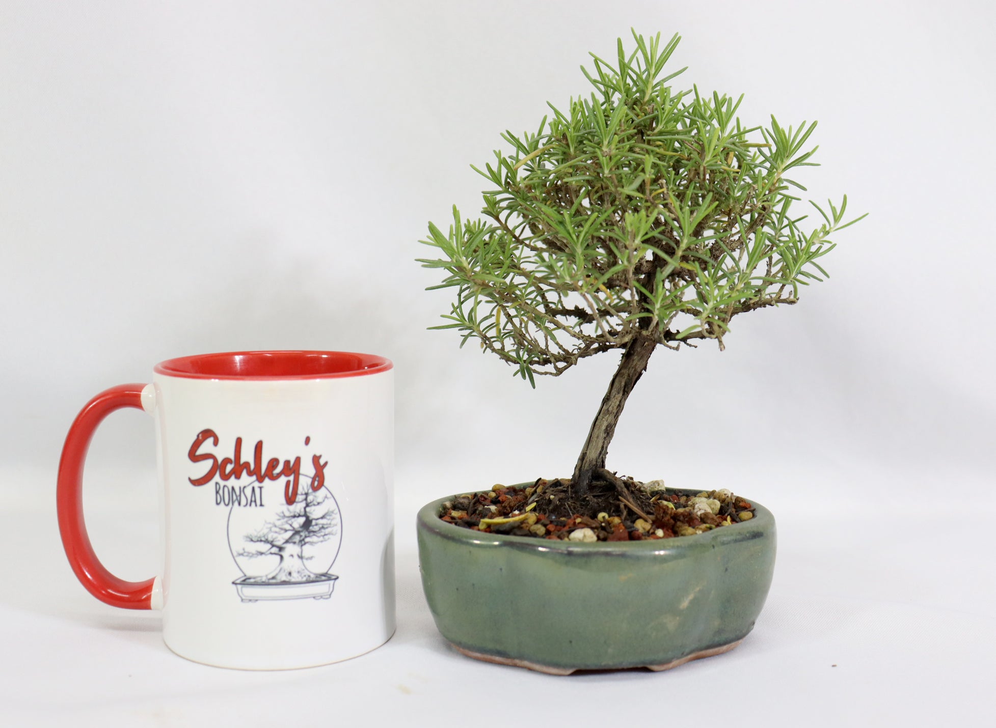 Rosemary in a Glazed Container