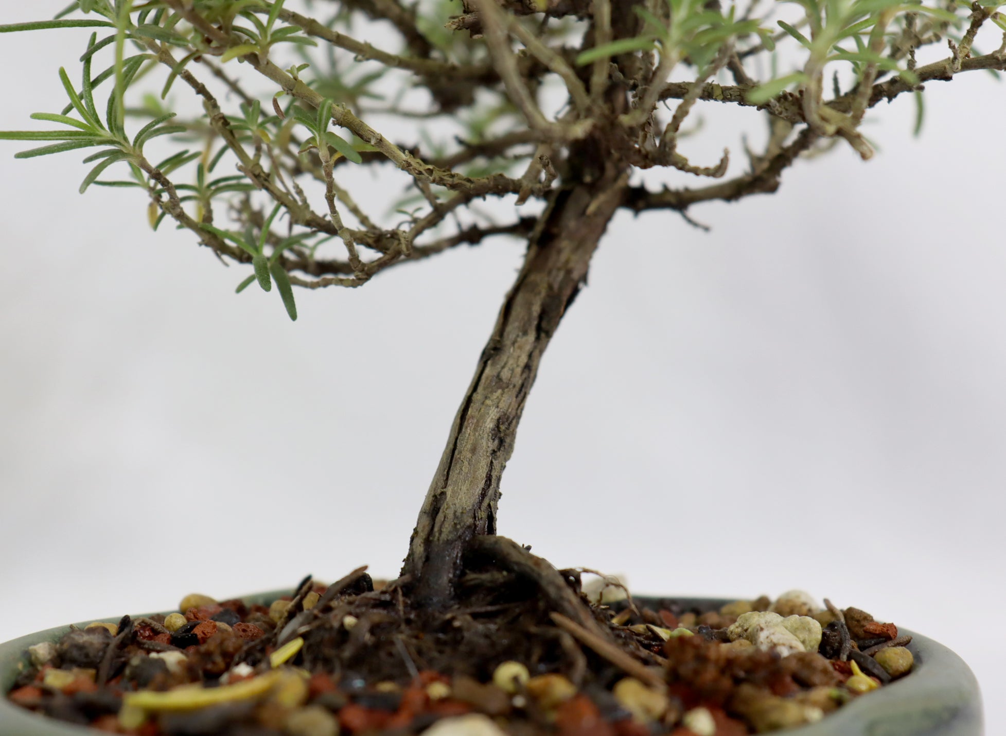 rosemary bonsai tree Rosemary in a Glazed Container
