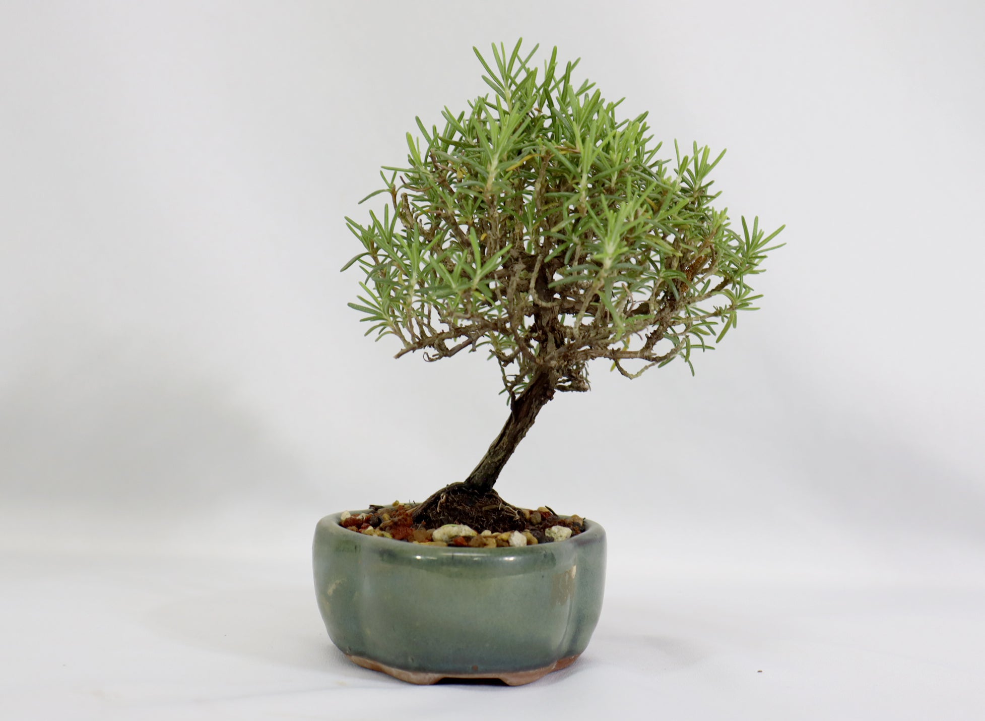 Rosemary in a Glazed Container - Schley's Bonsai
