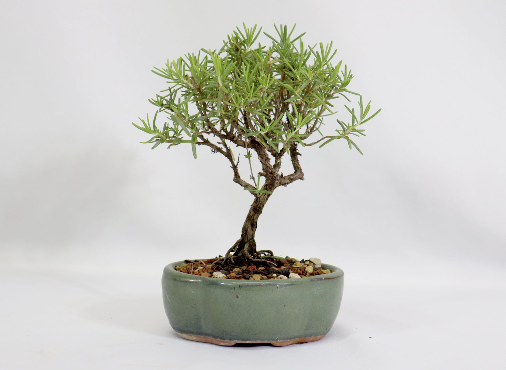 Rosemary in a Glazed Container - Schley's Bonsai