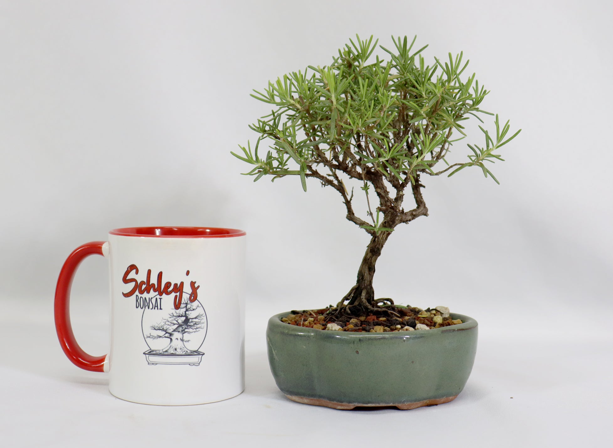 Rosemary in a Glazed Container