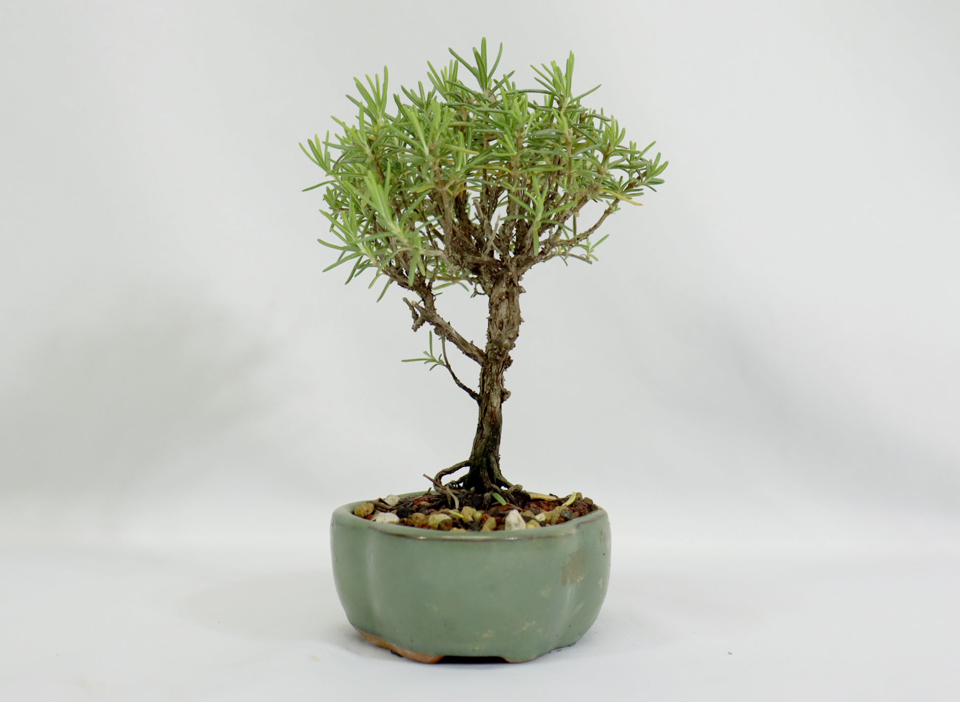 Rosemary in a Glazed Container - Schley's Bonsai