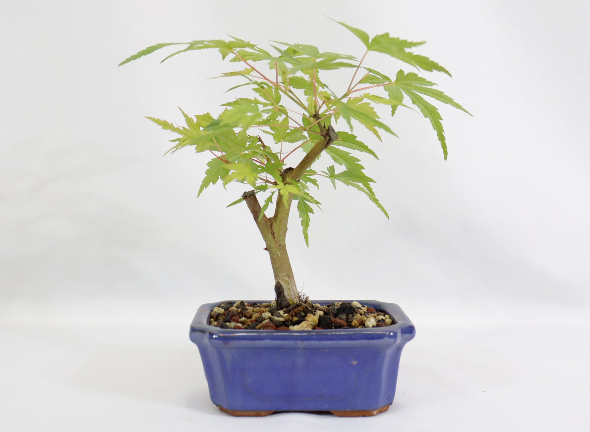Japanese Maple in a Blue Glazed Container - Schley's Bonsai