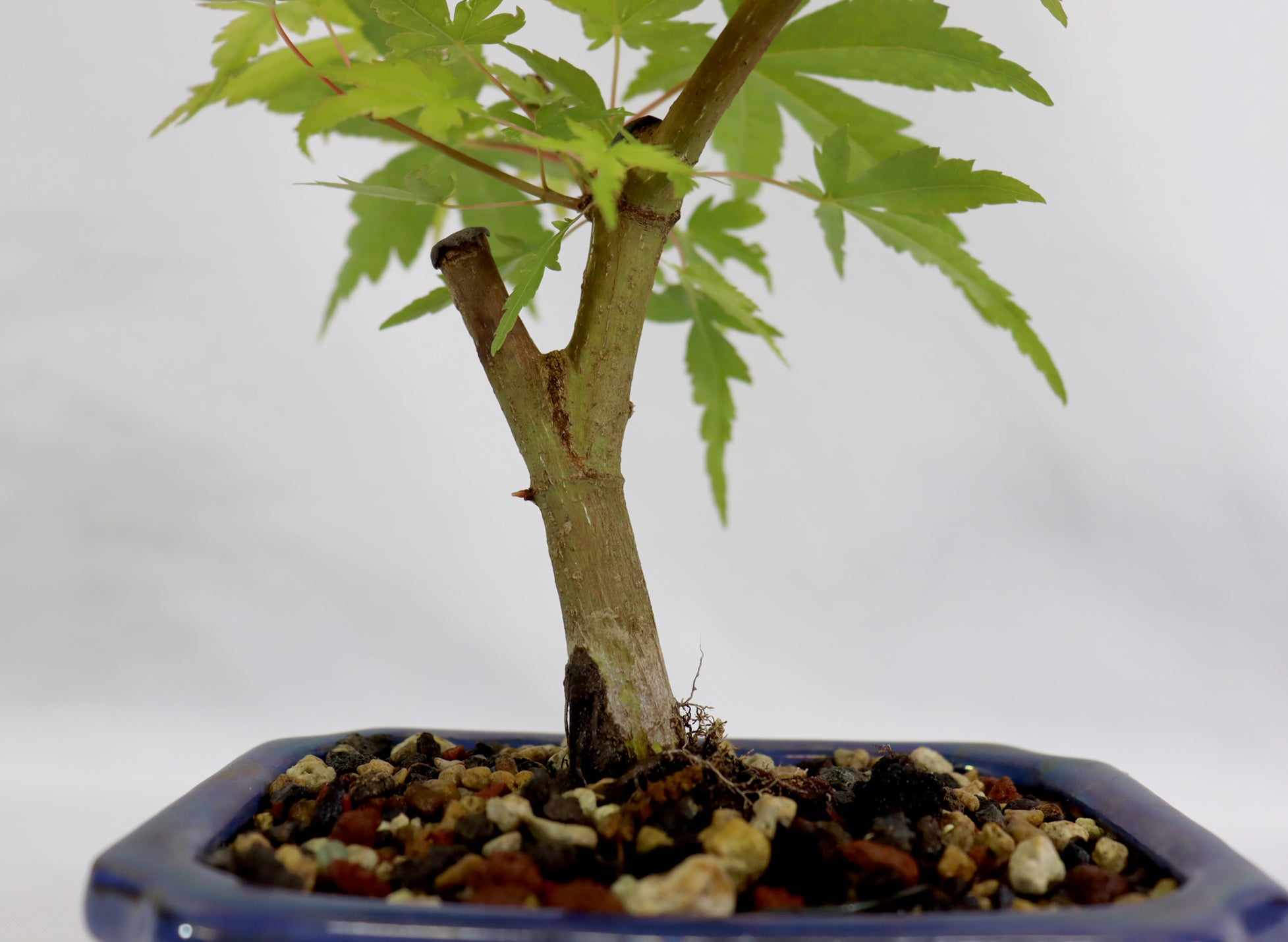 Japanese Maple in a Blue Glazed Container