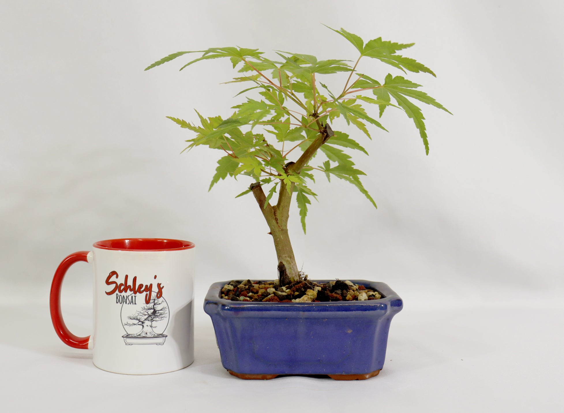 Japanese Maple in a Blue Glazed Container