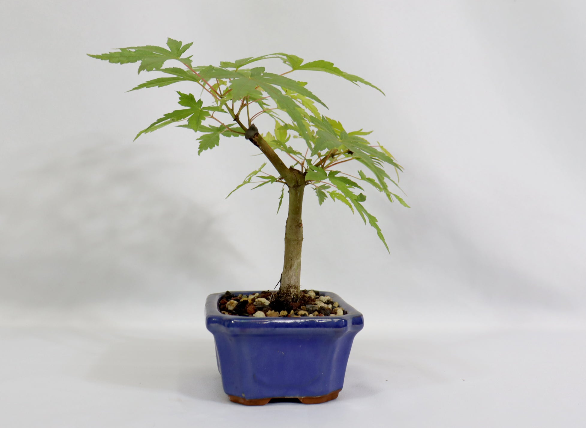 Japanese Maple in a Blue Glazed Container - Schley's Bonsai