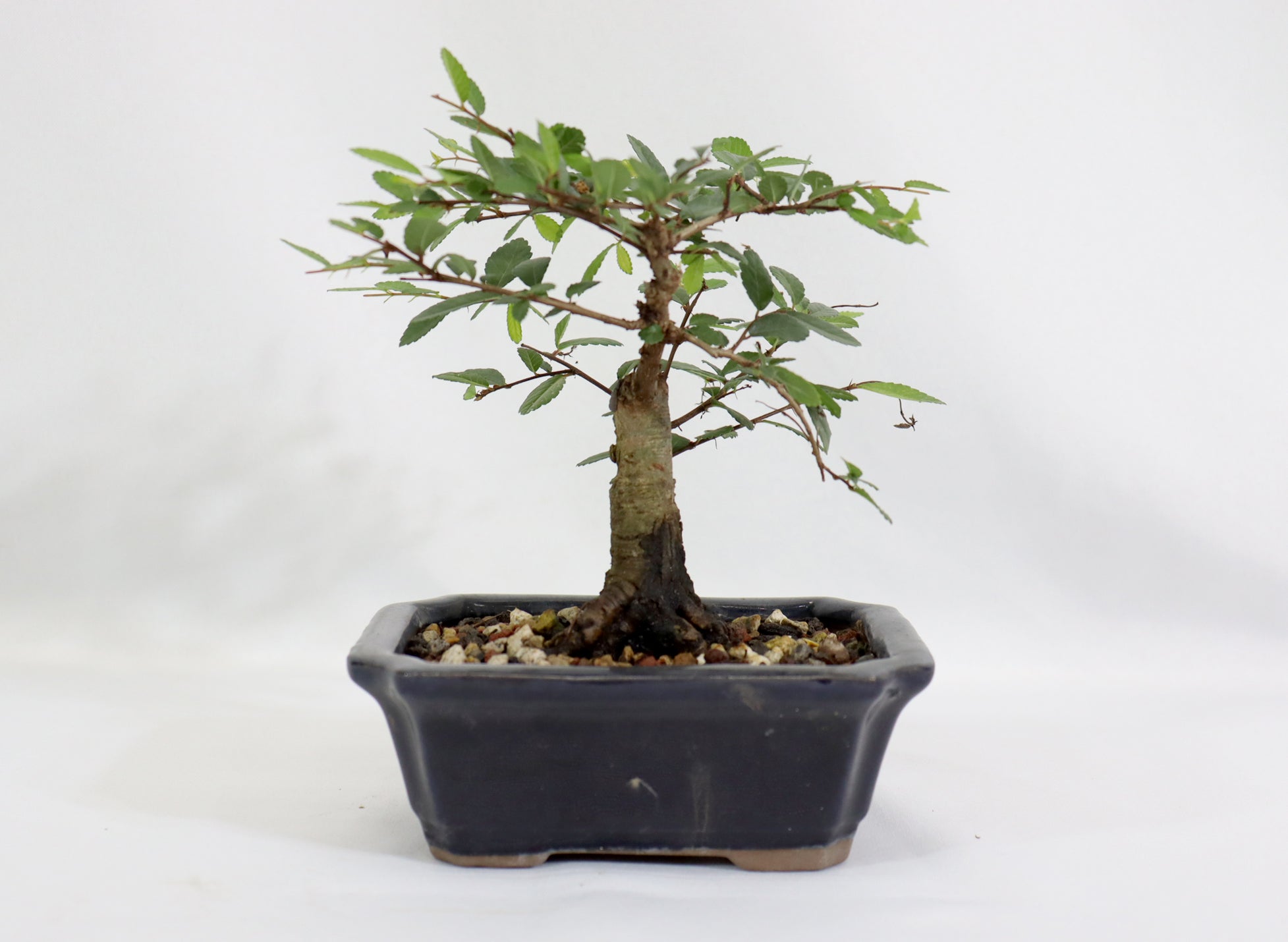 Chinese Elm in a Glazed Container - Schley's Bonsai