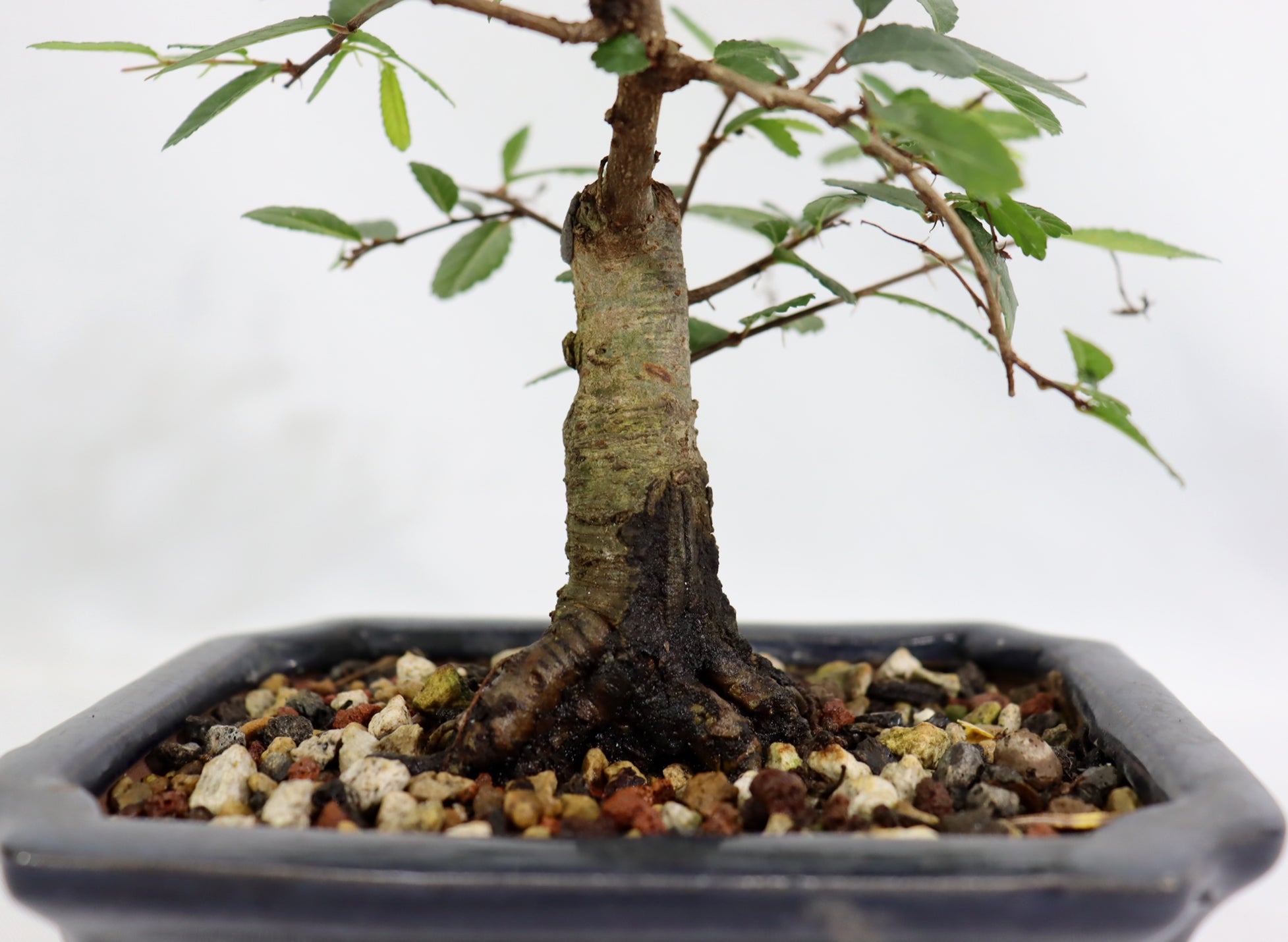Chinese Elm in a Glazed Container