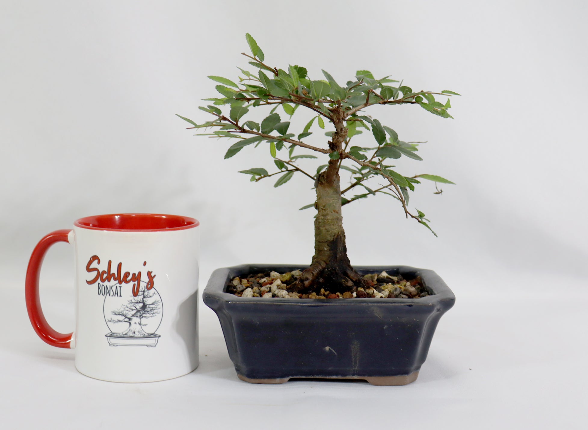 Chinese Elm in a Glazed Container