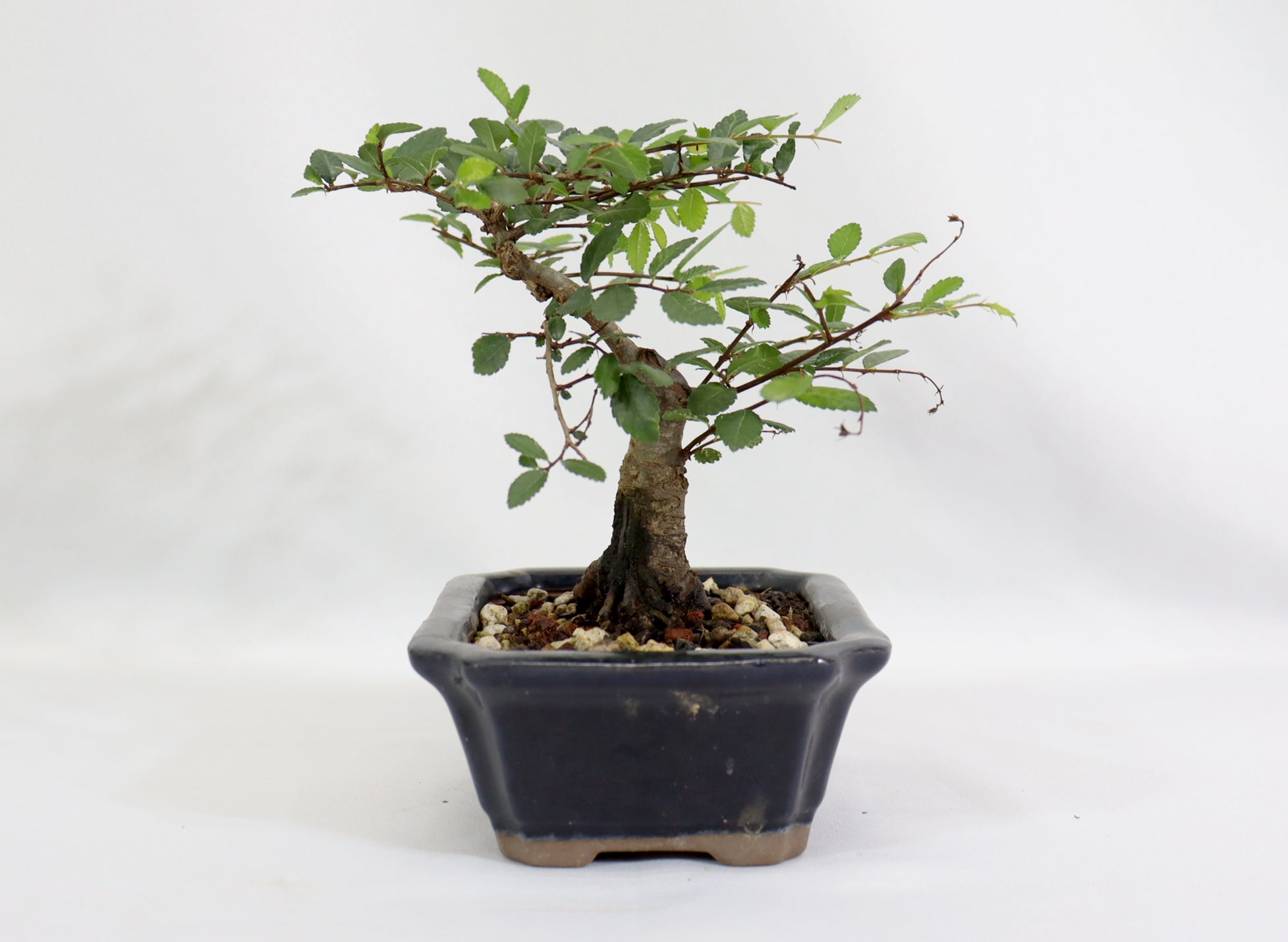 Chinese Elm in a Glazed Container - Schley's Bonsai