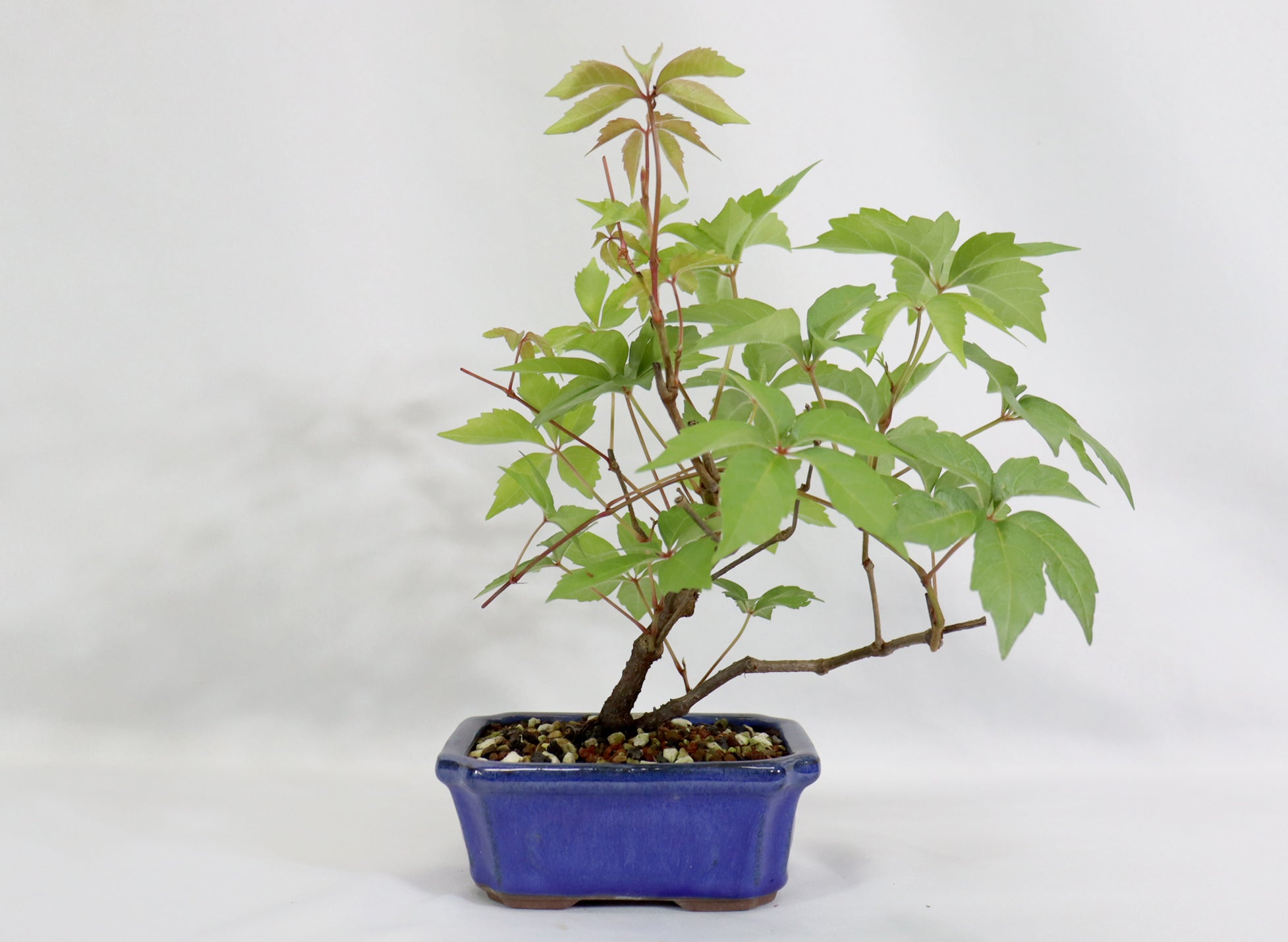 Virginia Creeper in a Blue Glazed Container - Schley's Bonsai