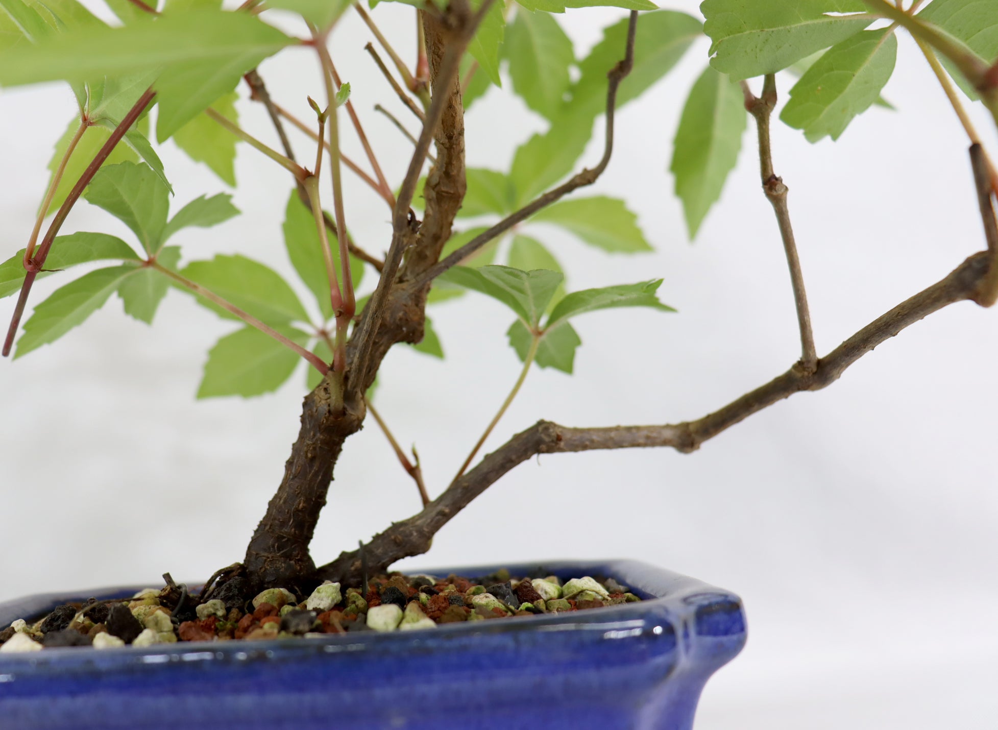 Virginia Creeper in a Blue Glazed Container