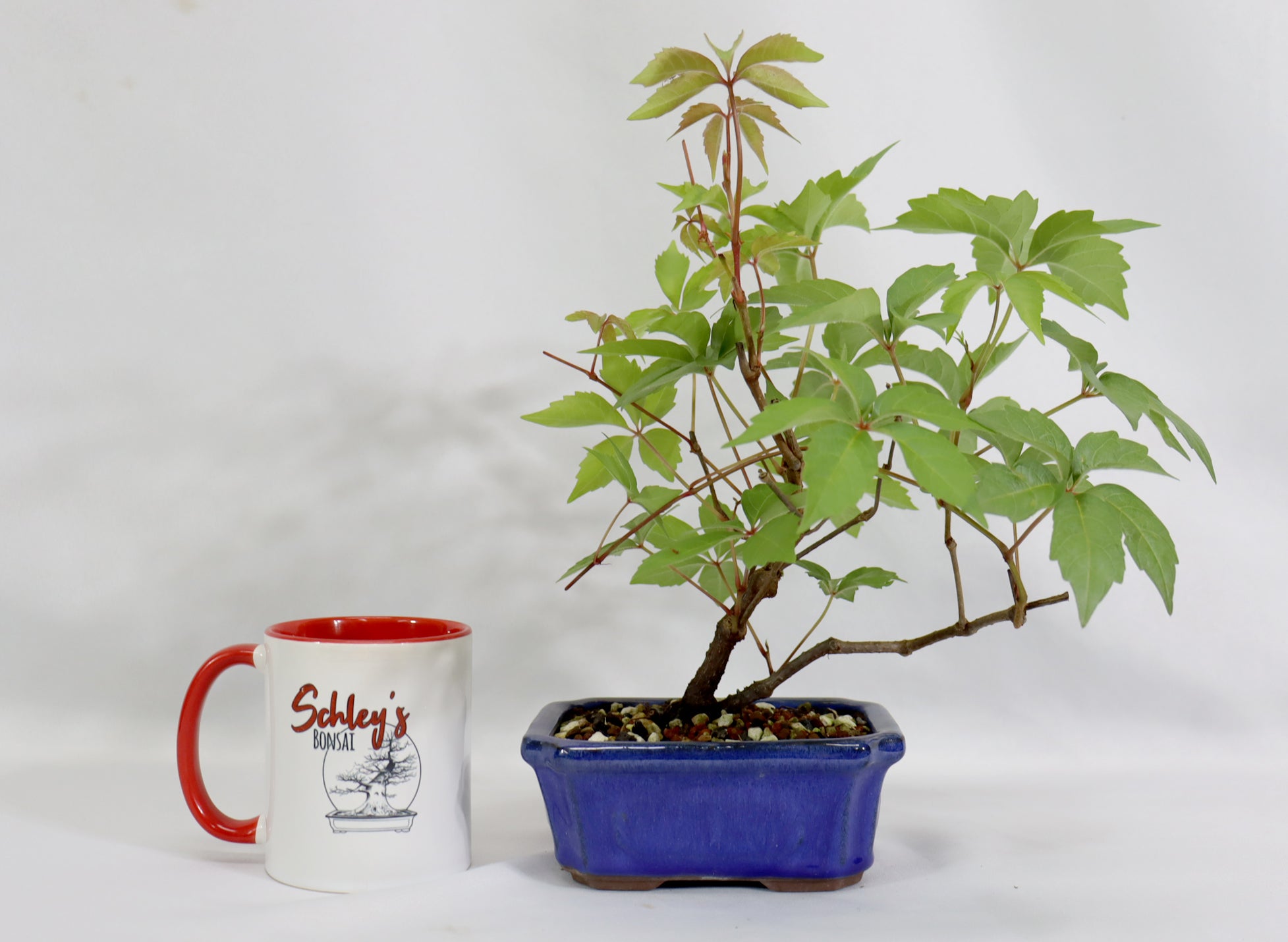 Virginia Creeper in a Blue Glazed Container