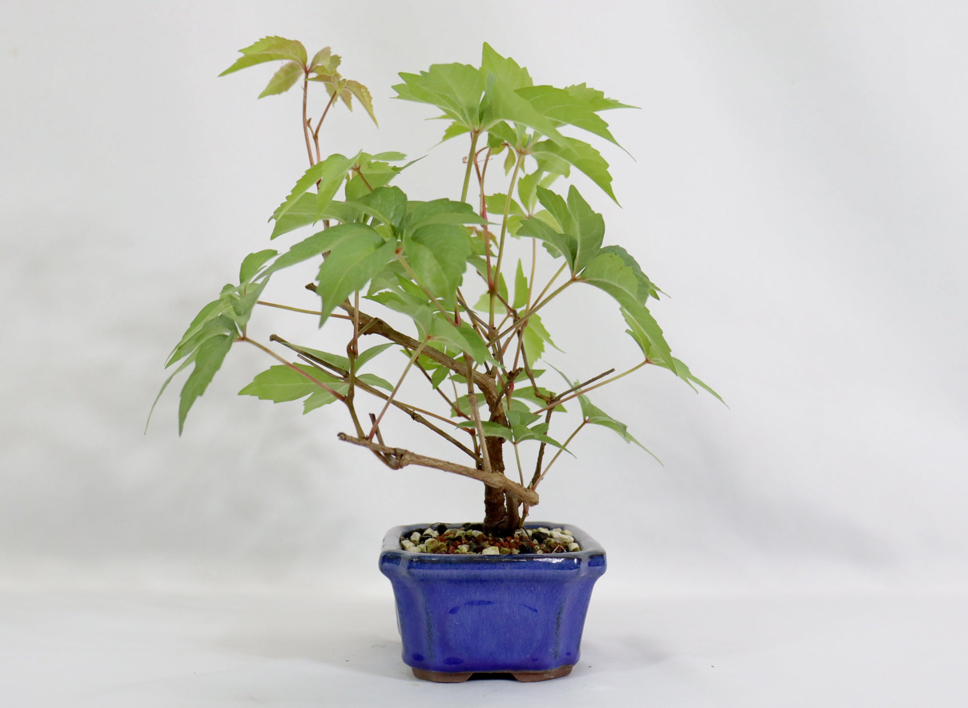 Virginia Creeper in a Blue Glazed Container - Schley's Bonsai