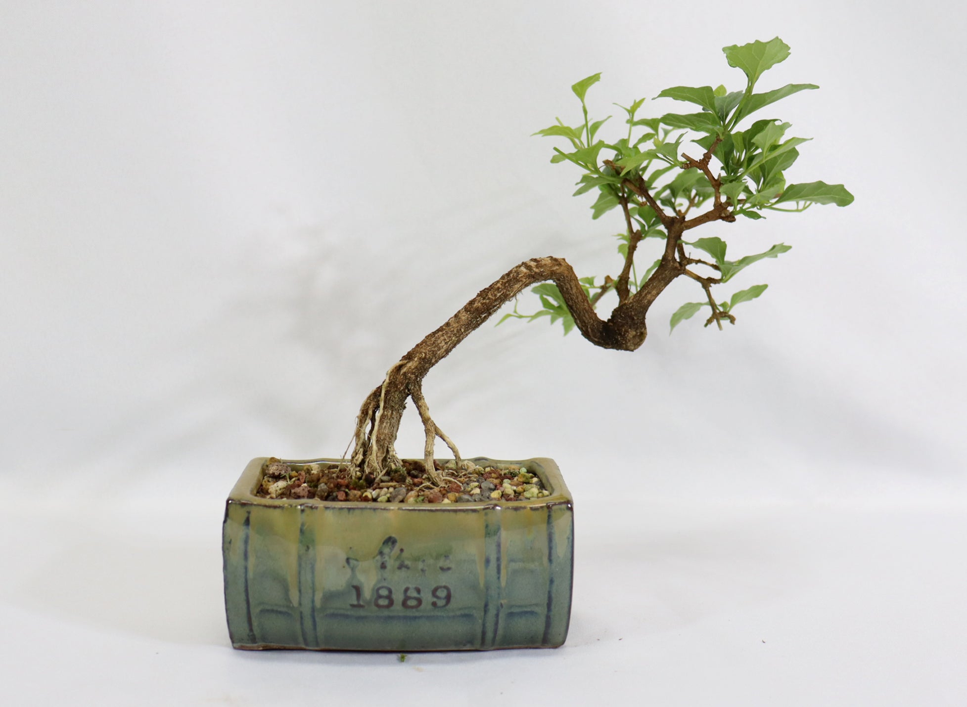 Musk Maple in a Glazed Container - Schley's Bonsai