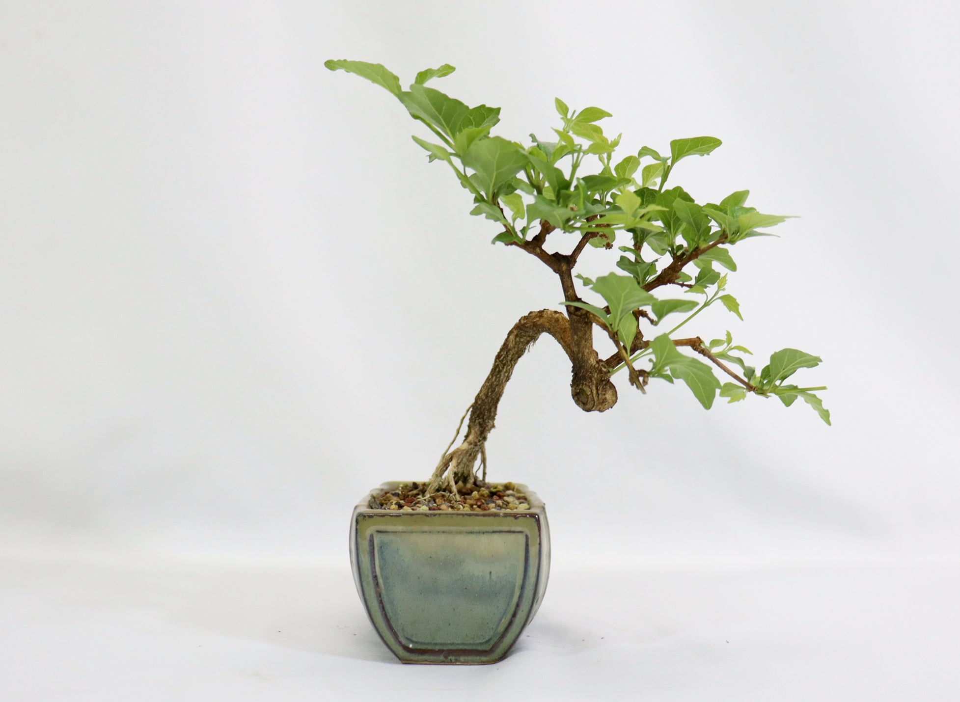 Musk Maple in a Glazed Container - Schley's Bonsai