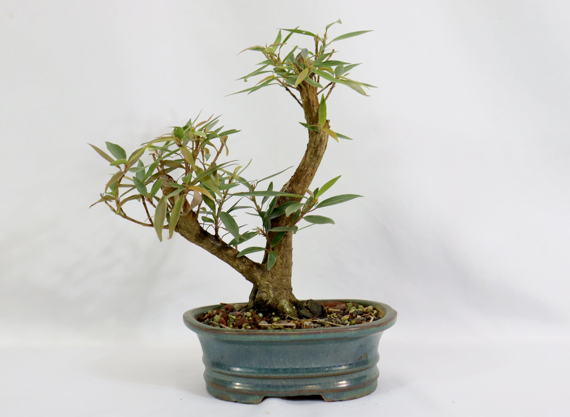 Willow Leaf Ficus in a Blue Glazed Pot - Schley's Bonsai