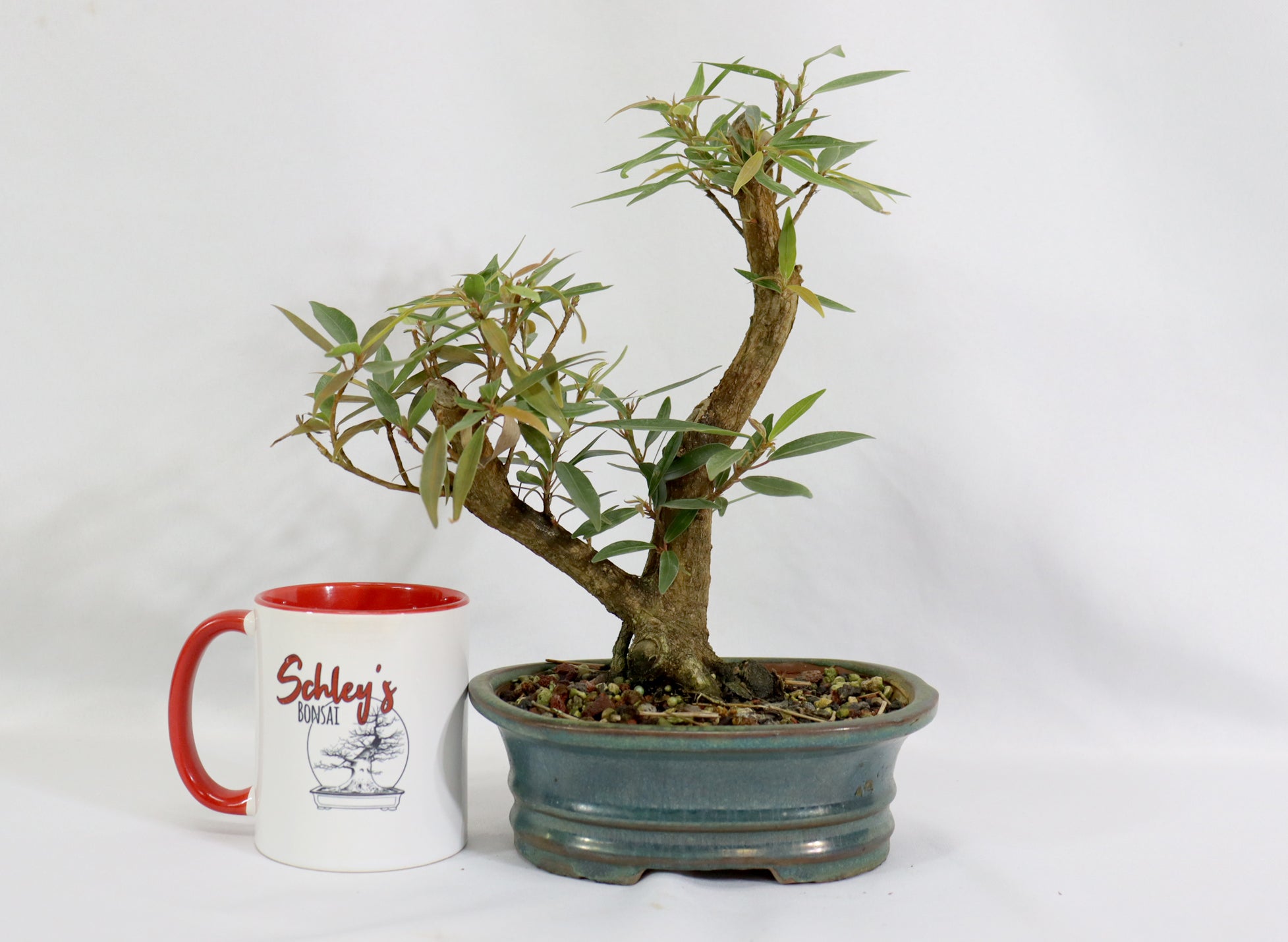 Willow Leaf Ficus in a Blue Glazed Pot