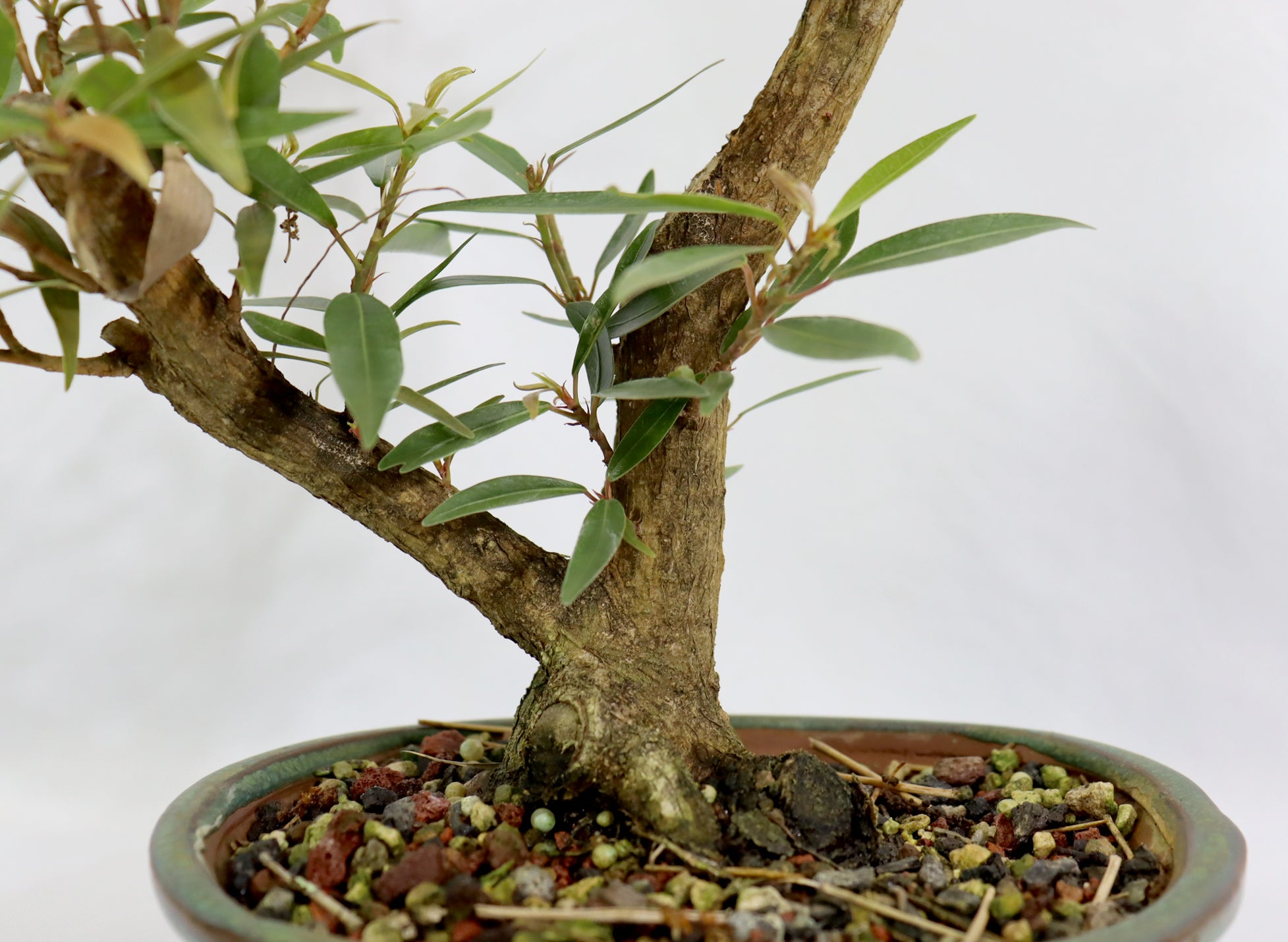Willow Leaf Ficus in a Blue Glazed Pot