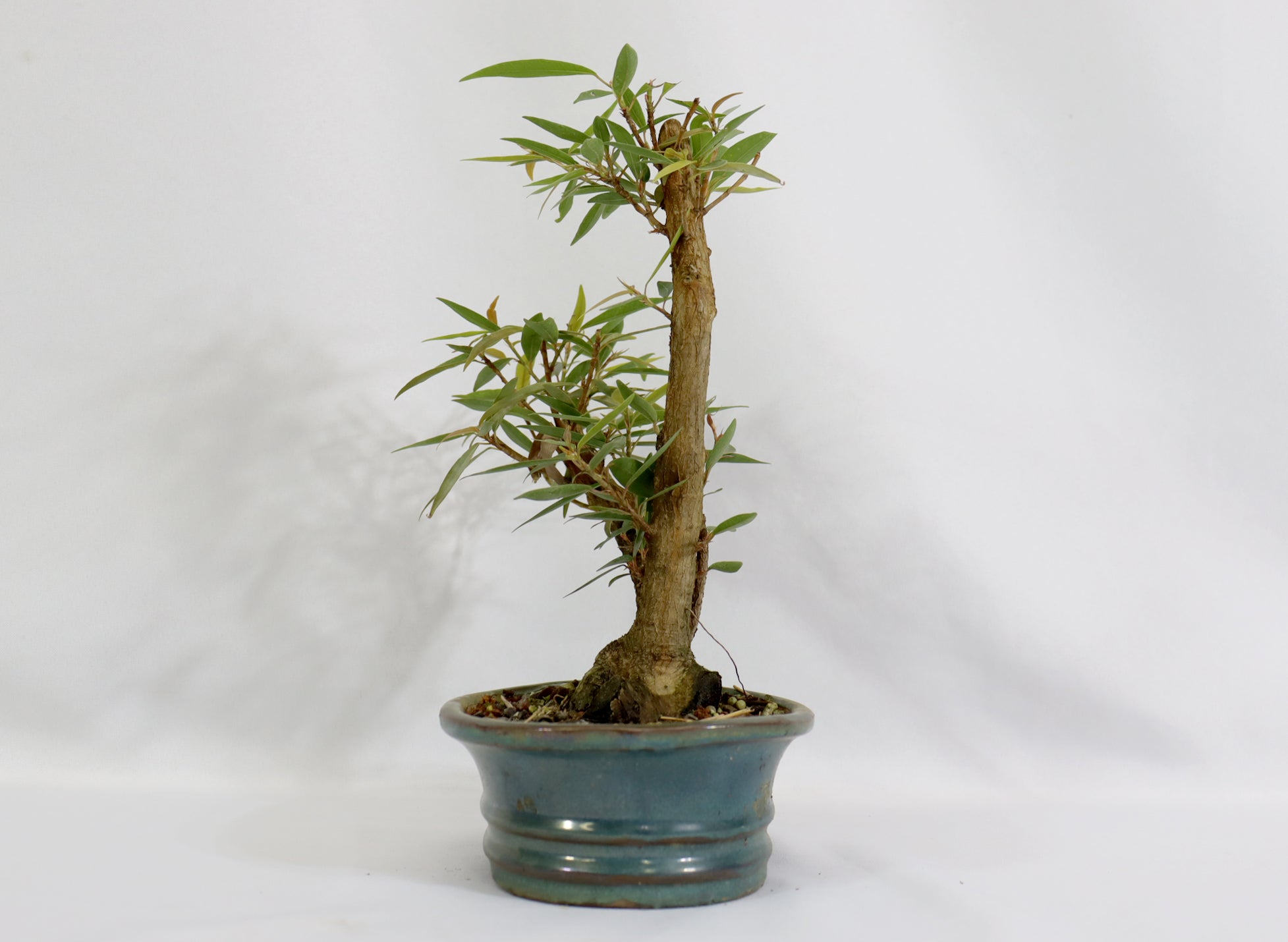 Willow Leaf Ficus in a Blue Glazed Pot