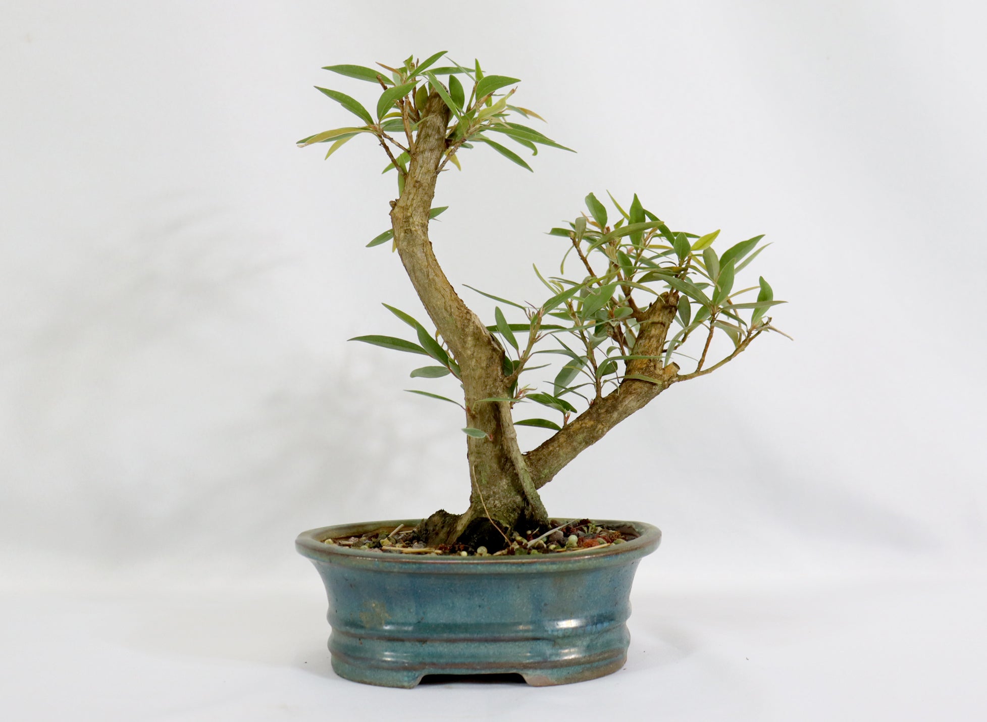 Willow Leaf Ficus in a Blue Glazed Pot - Schley's Bonsai