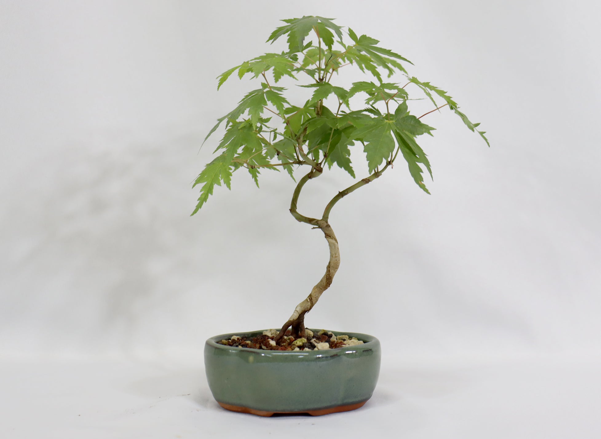 Japanese Maple in a Glazed Container - Schley's Bonsai