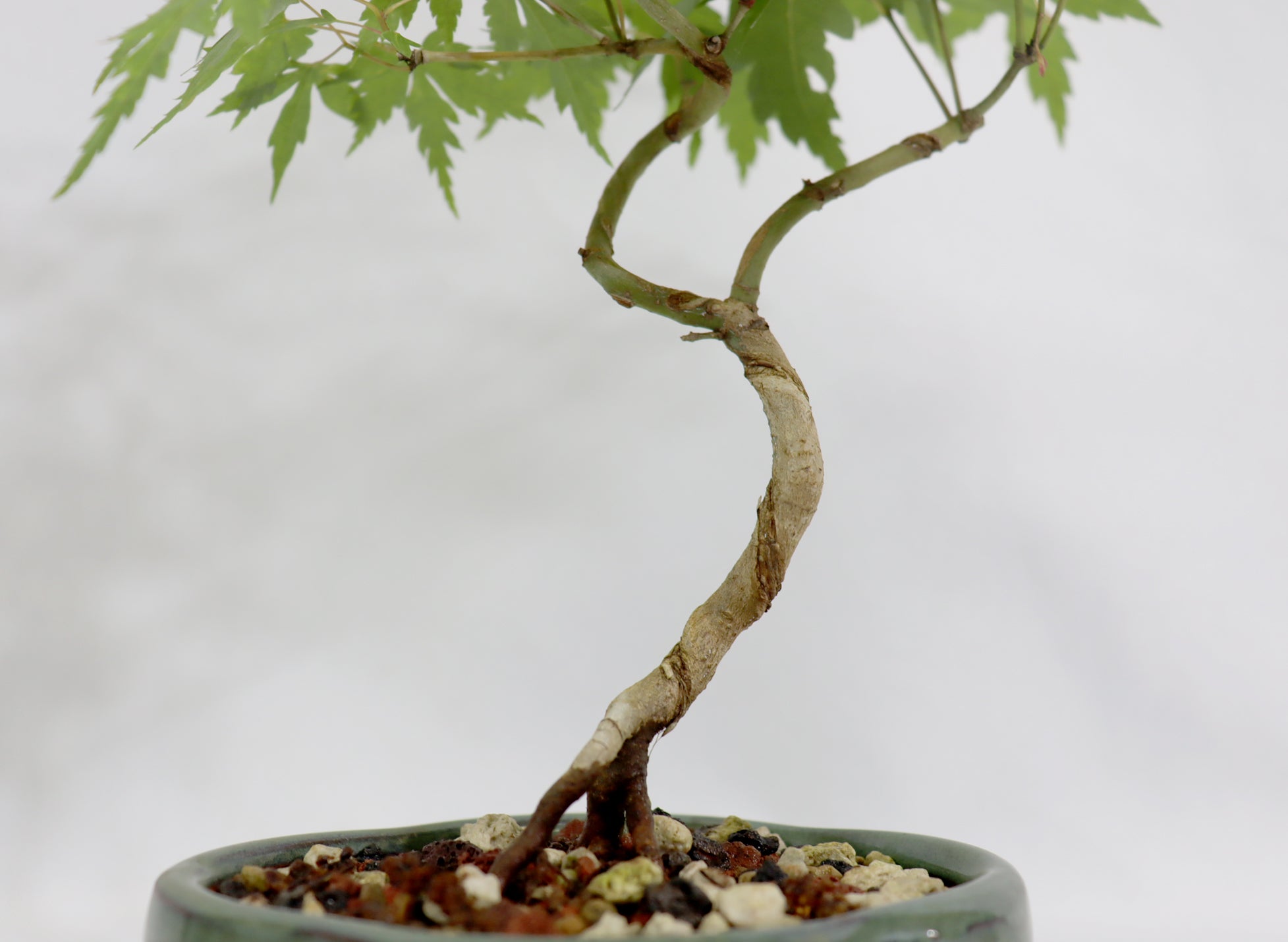 Japanese Maple in a Glazed Container