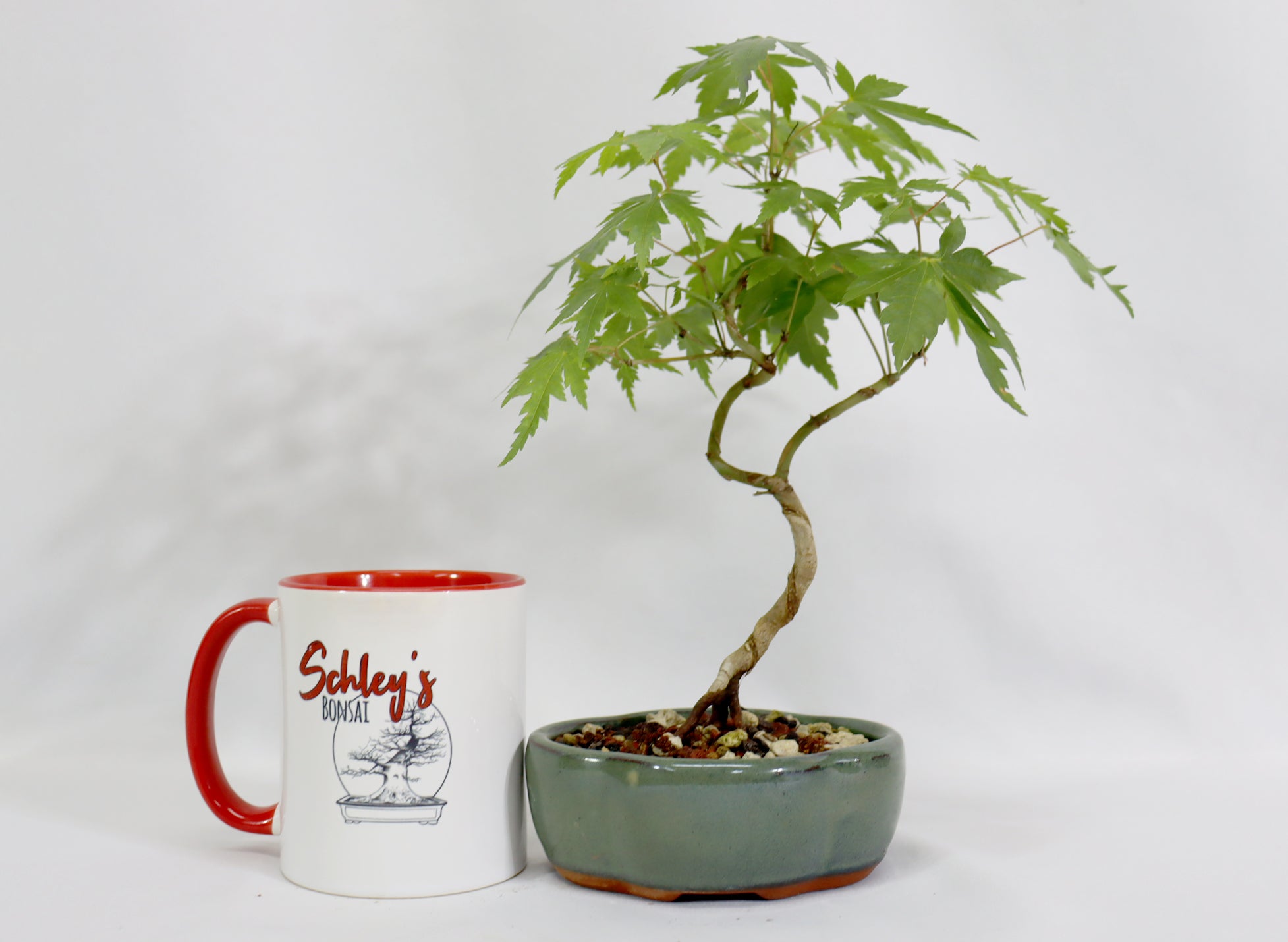 Japanese Maple in a Glazed Container