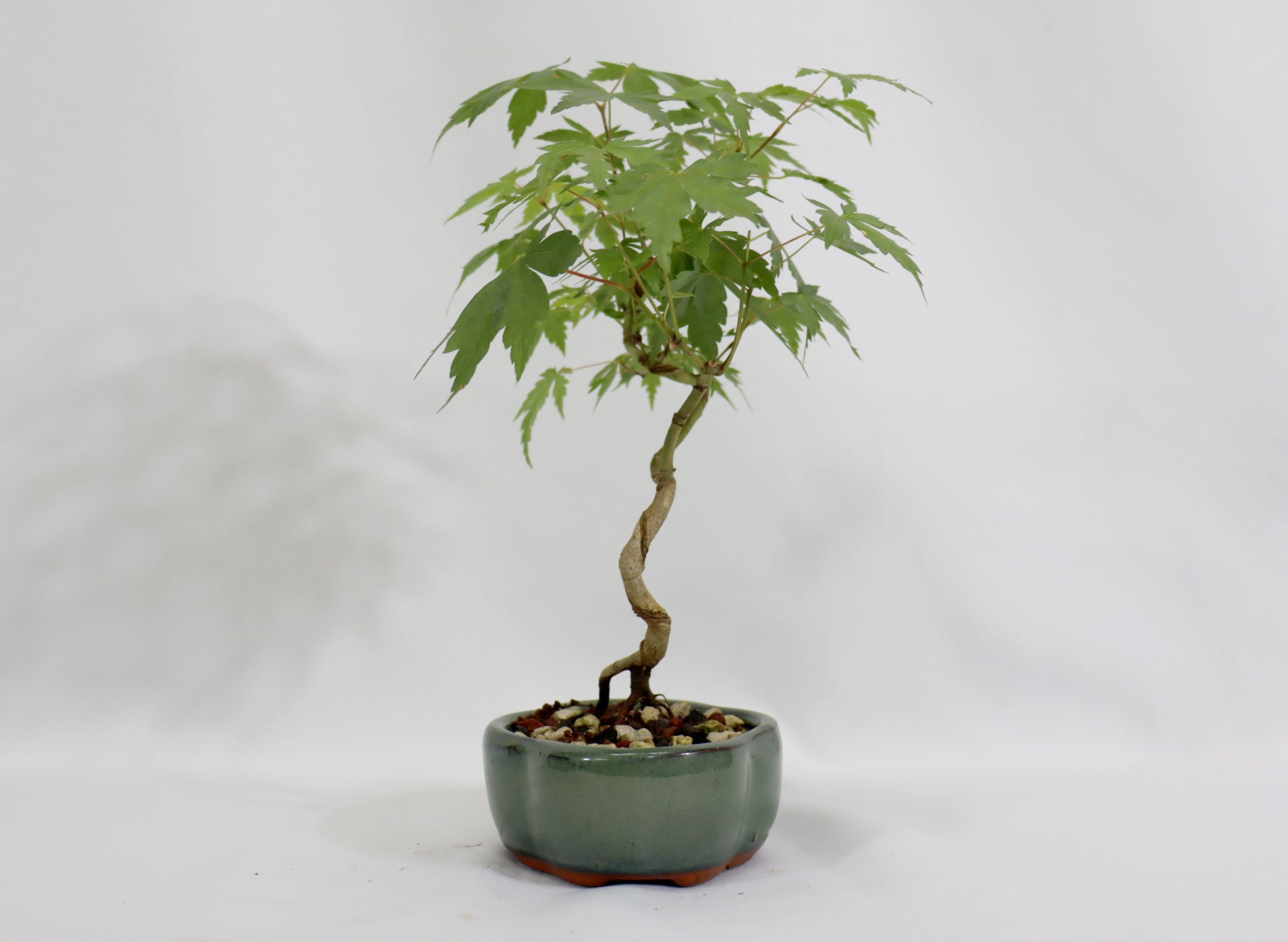 Japanese Maple in a Glazed Container - Schley's Bonsai