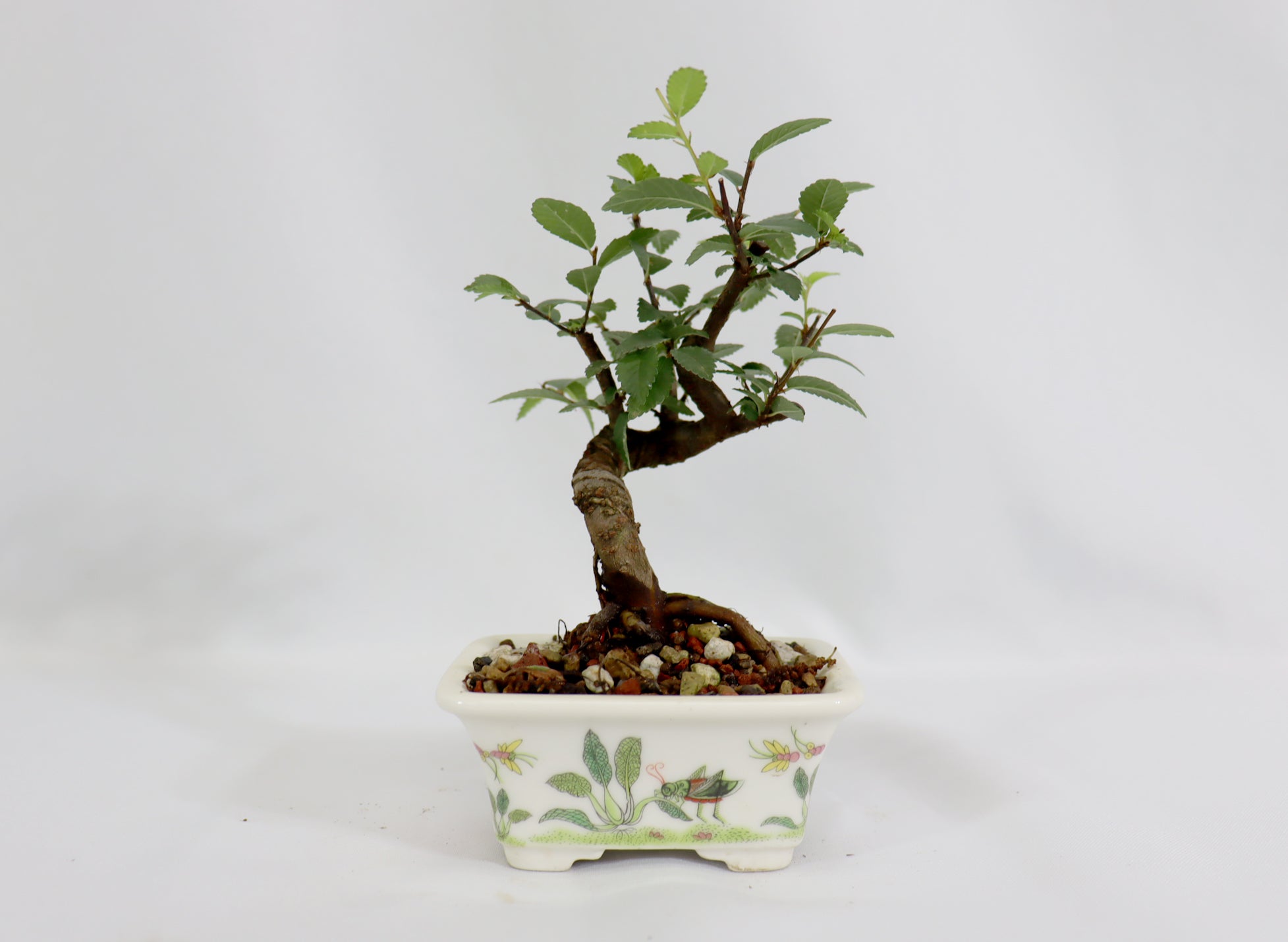 Mame Chinese Elm in a Glazed Grasshopper Pot - Schley's Bonsai