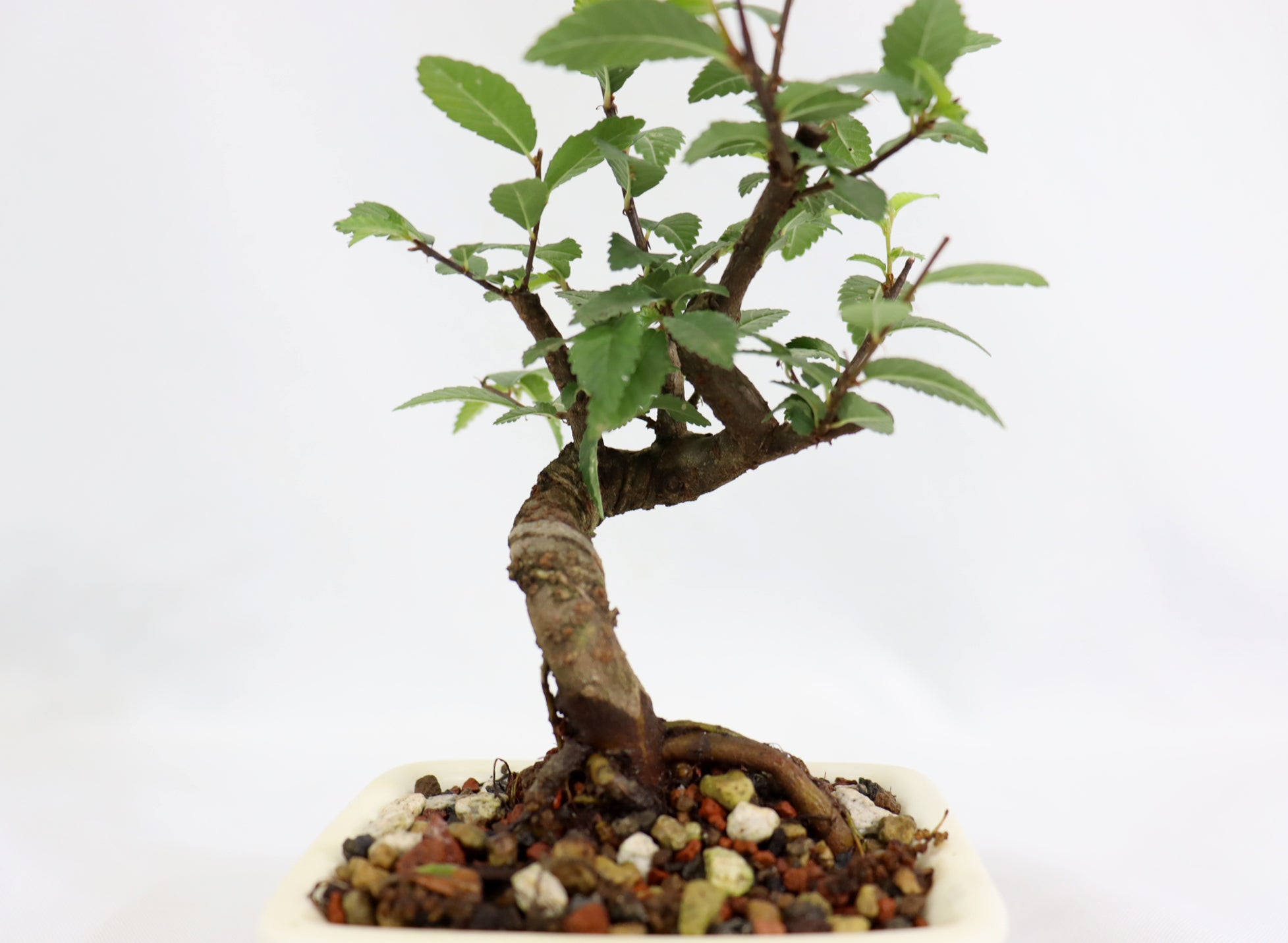 Mame Chinese Elm in a Glazed Grasshopper Pot